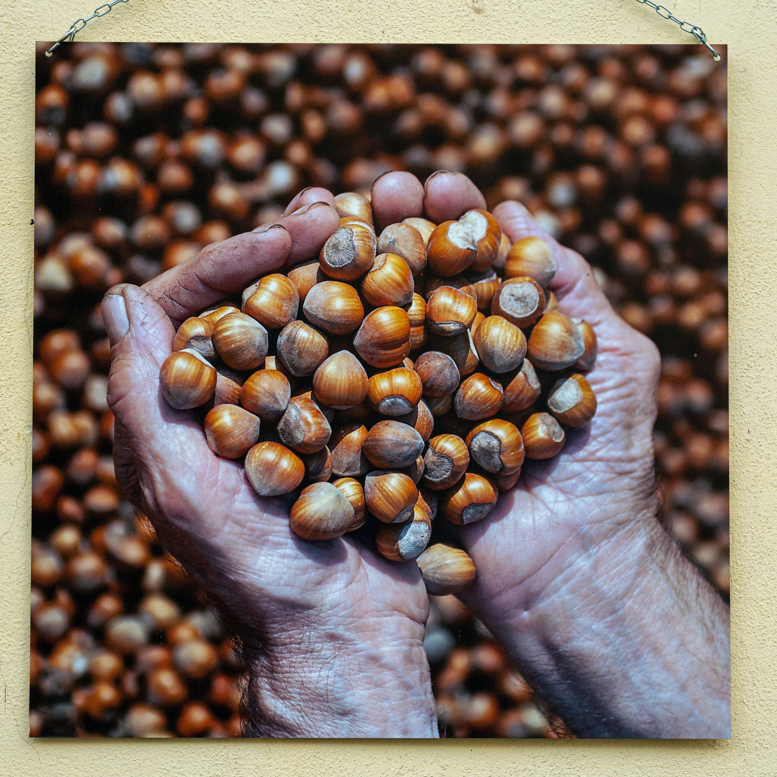 Il Tempo della Nocciola di Enzo Massa. “Gianmaria Coscia fotografo per passione”