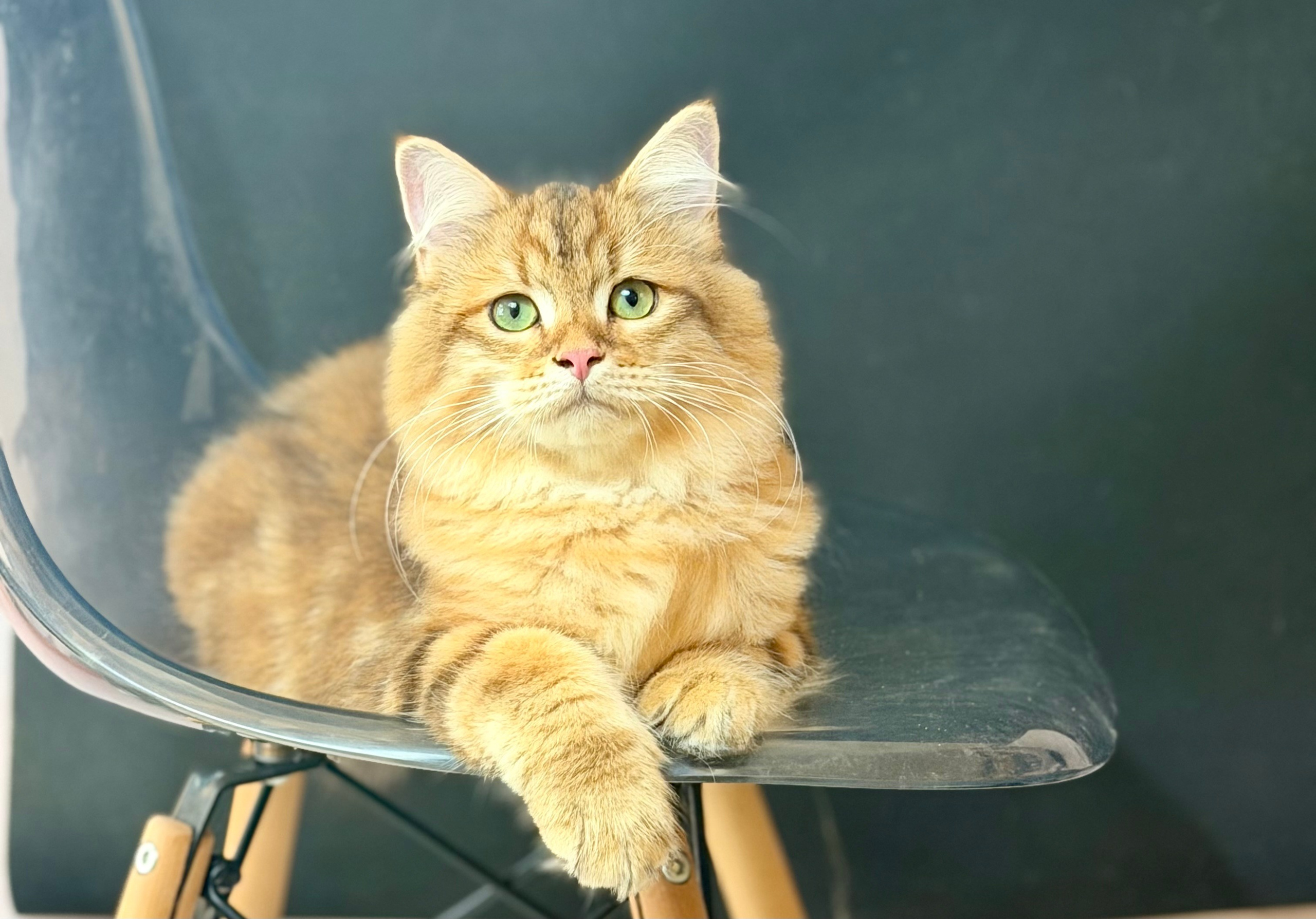 Available Finley