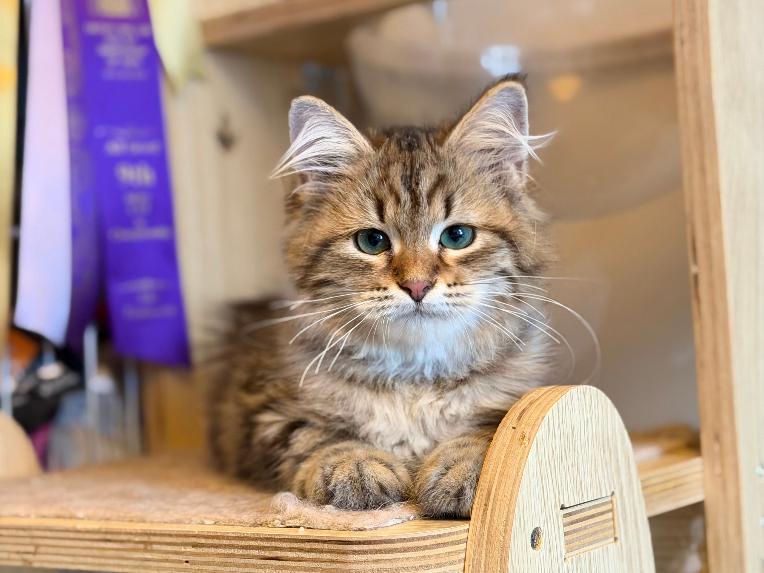 Available Faith Brown Tabby Female
