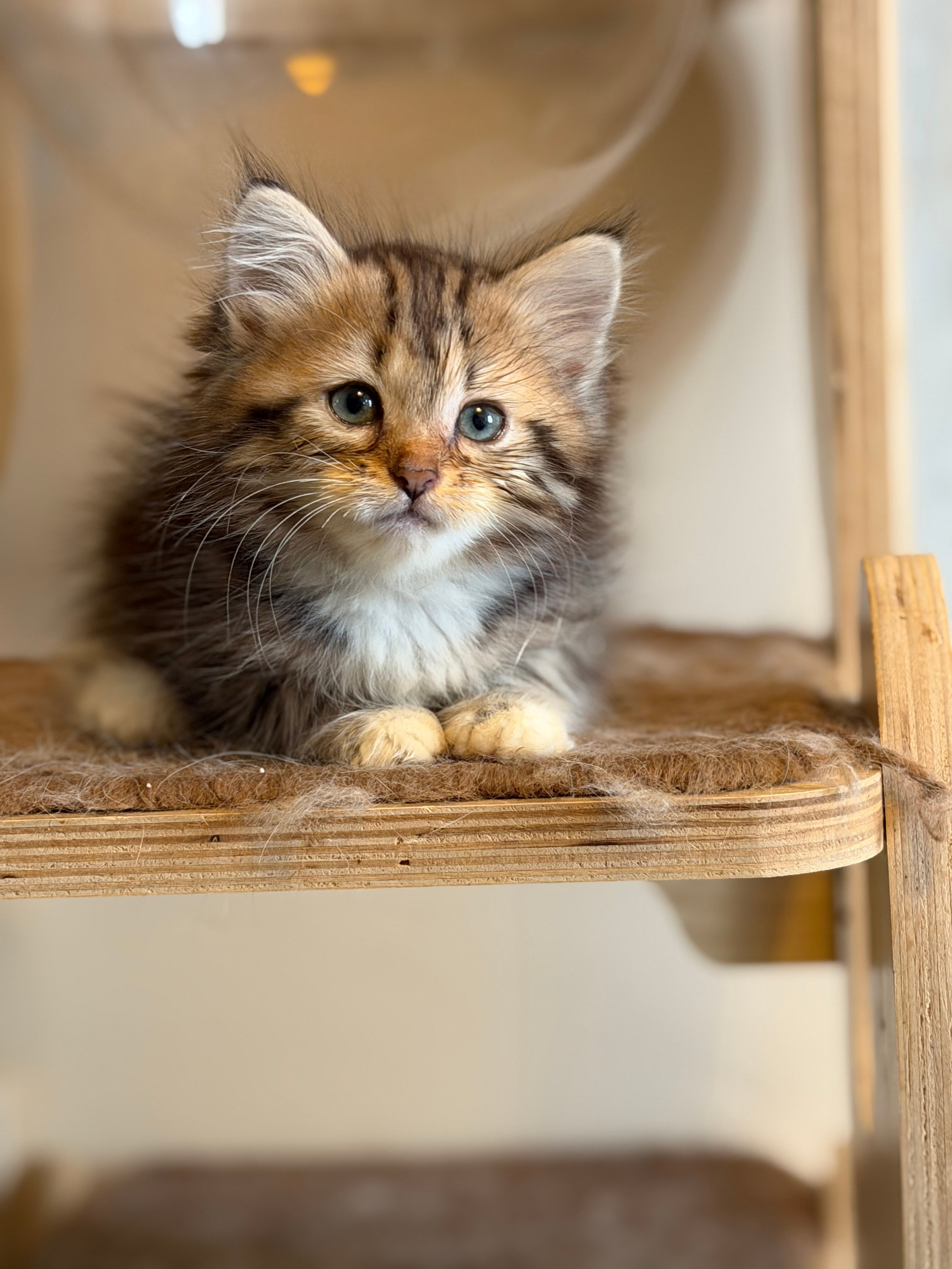 Danielle - Brown Tabby & White Female