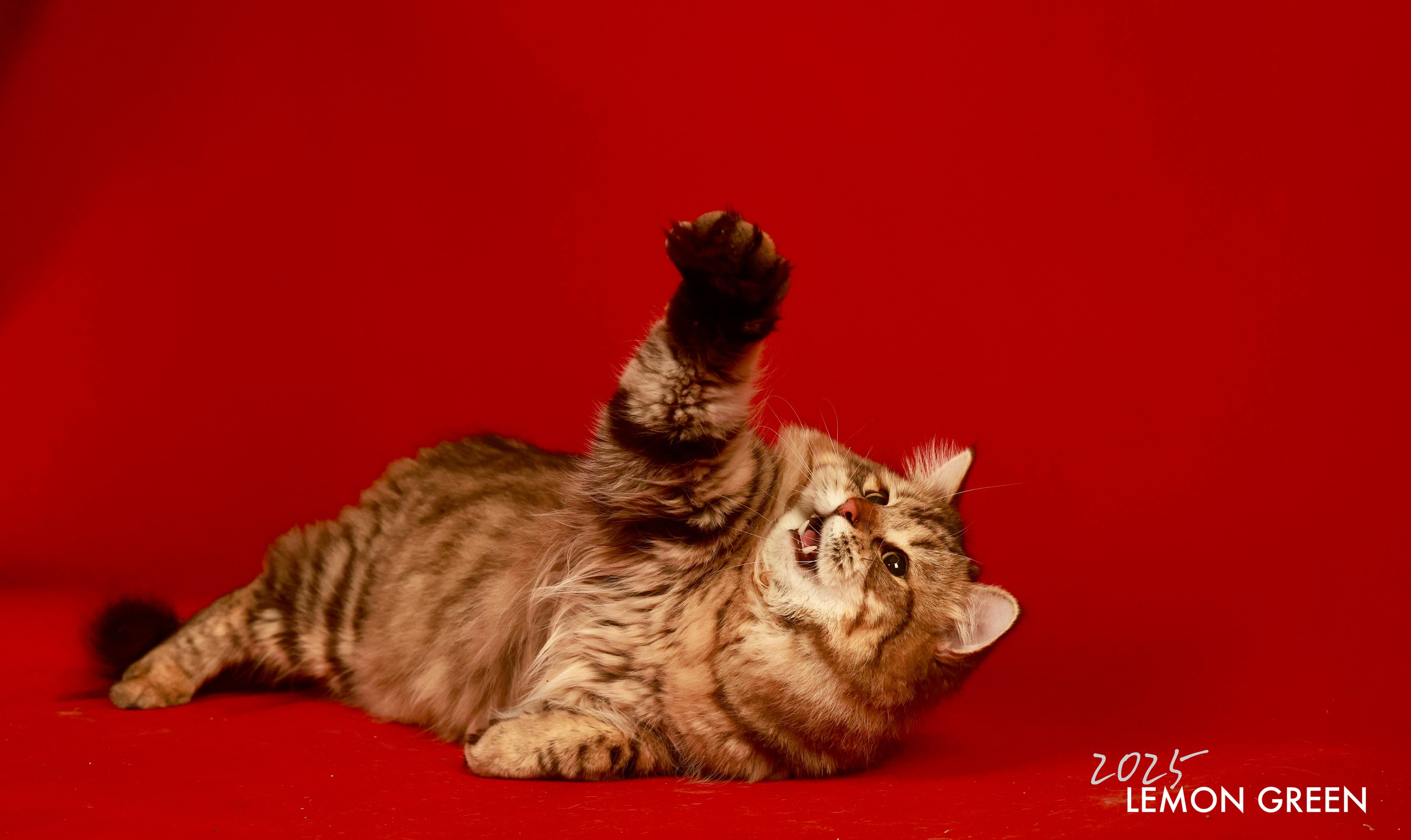 LEMON GREEN SIBERIANS CHUDO