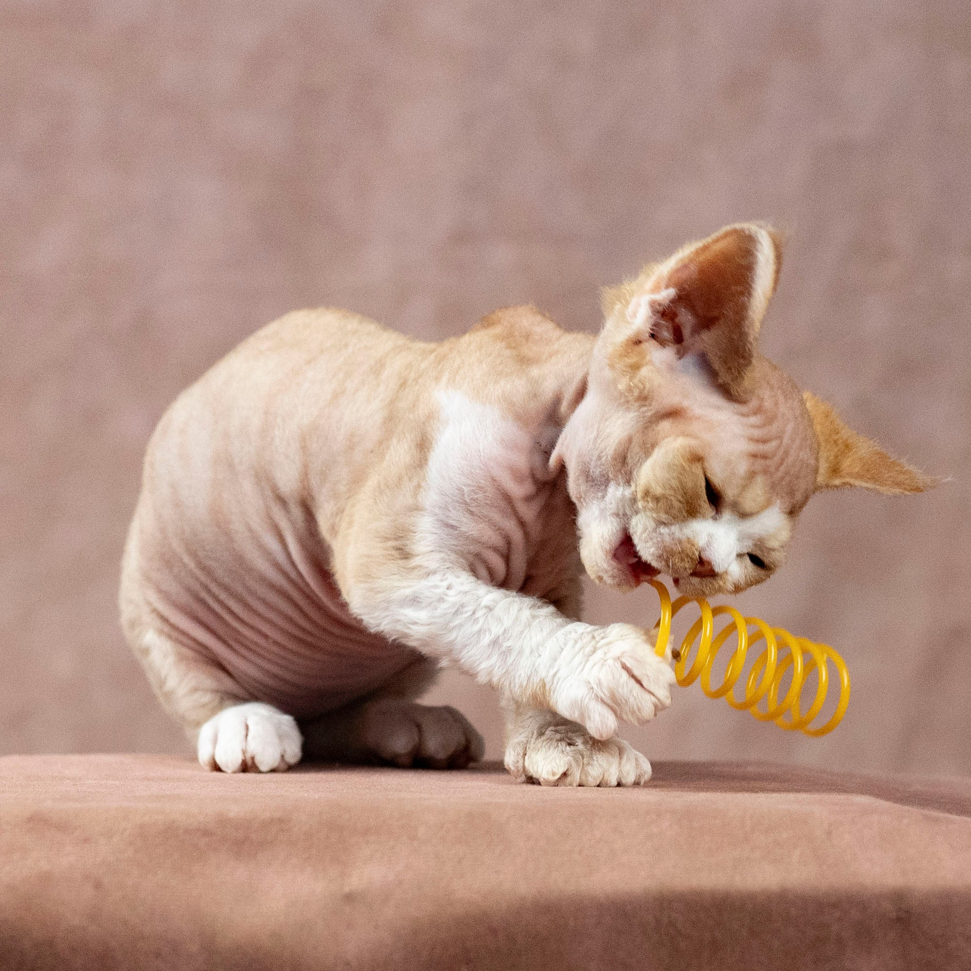 Dobby, boy. Devon Rex Pixie Cattery