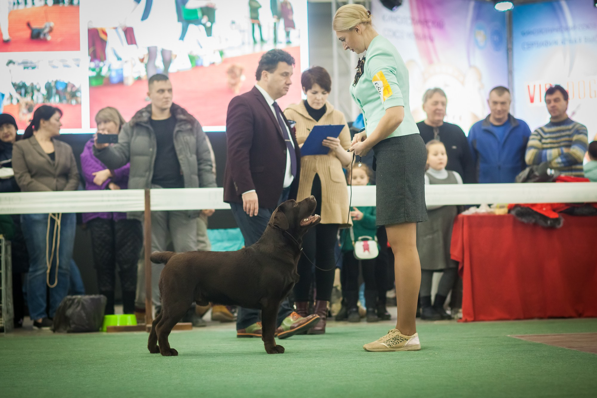 Newton. Цуценята лабрадор ретривера, Дніпро, Україна