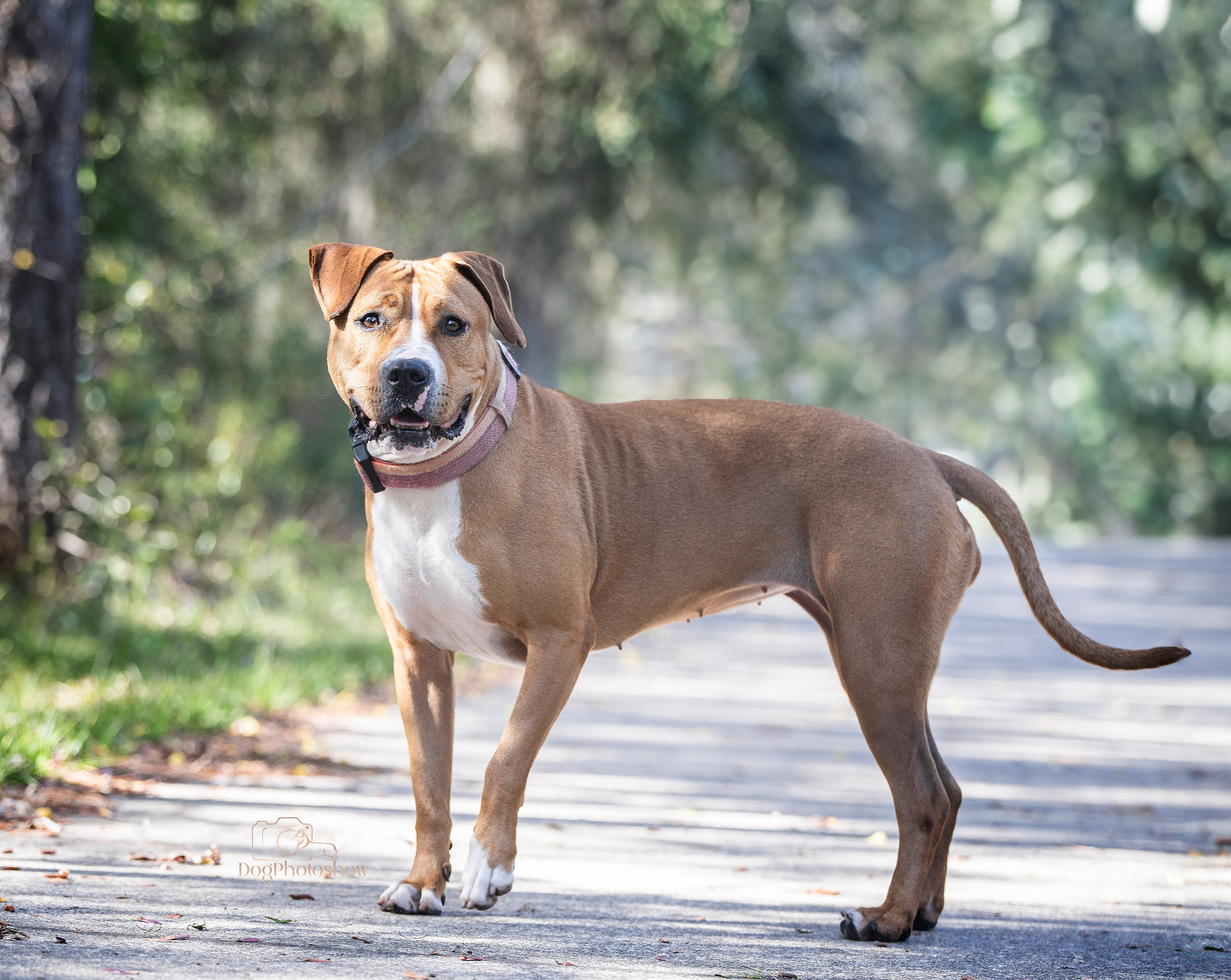📸 8. Katerina Royter Pet Photographer North Florida