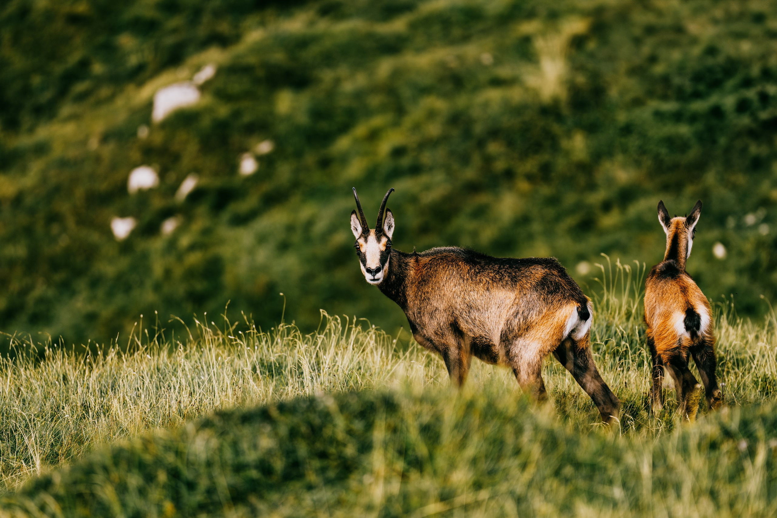 Landscape. Fotograf Poznan