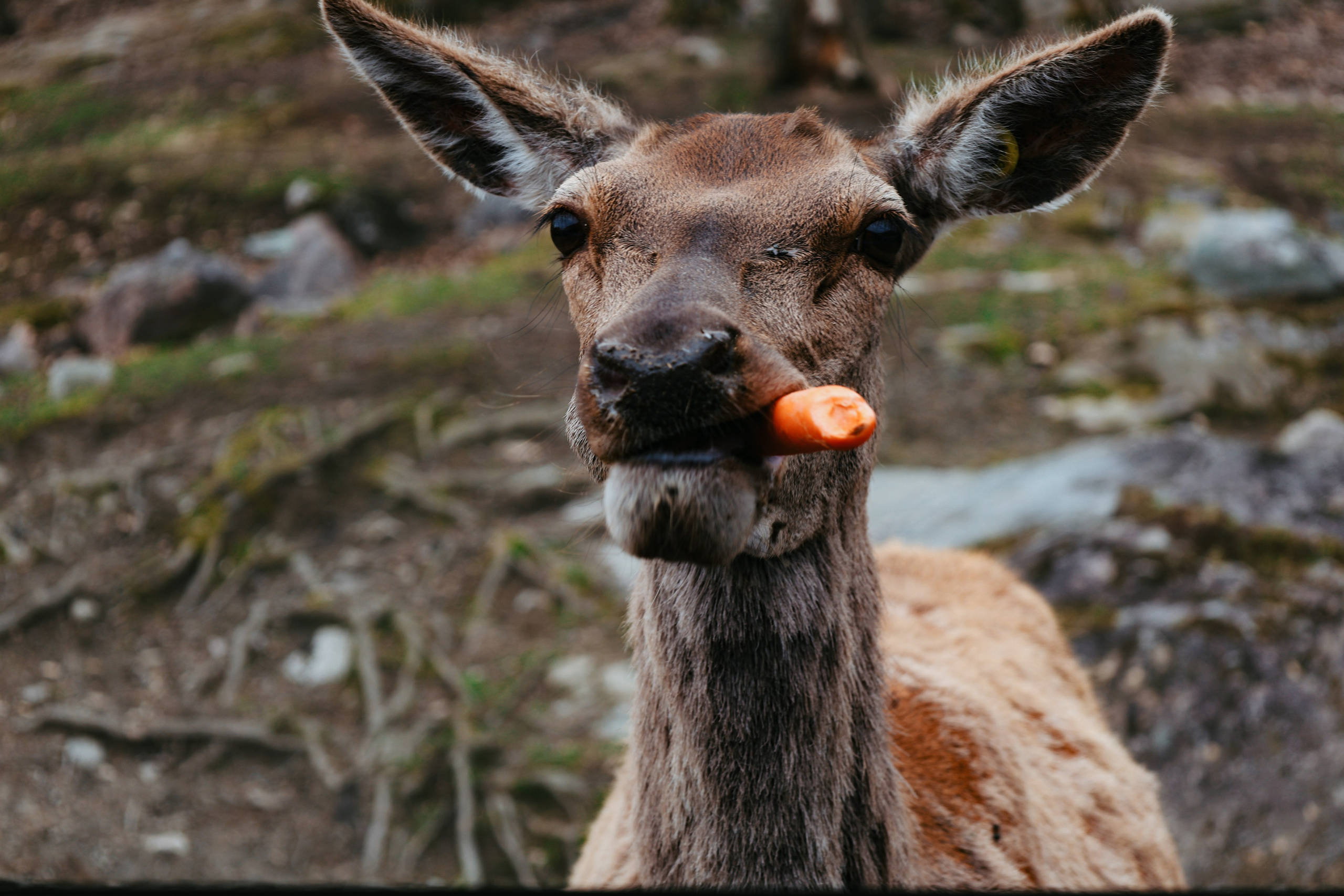 Nature & Wildlife. Navya Sispson | Portrait & Event Photography