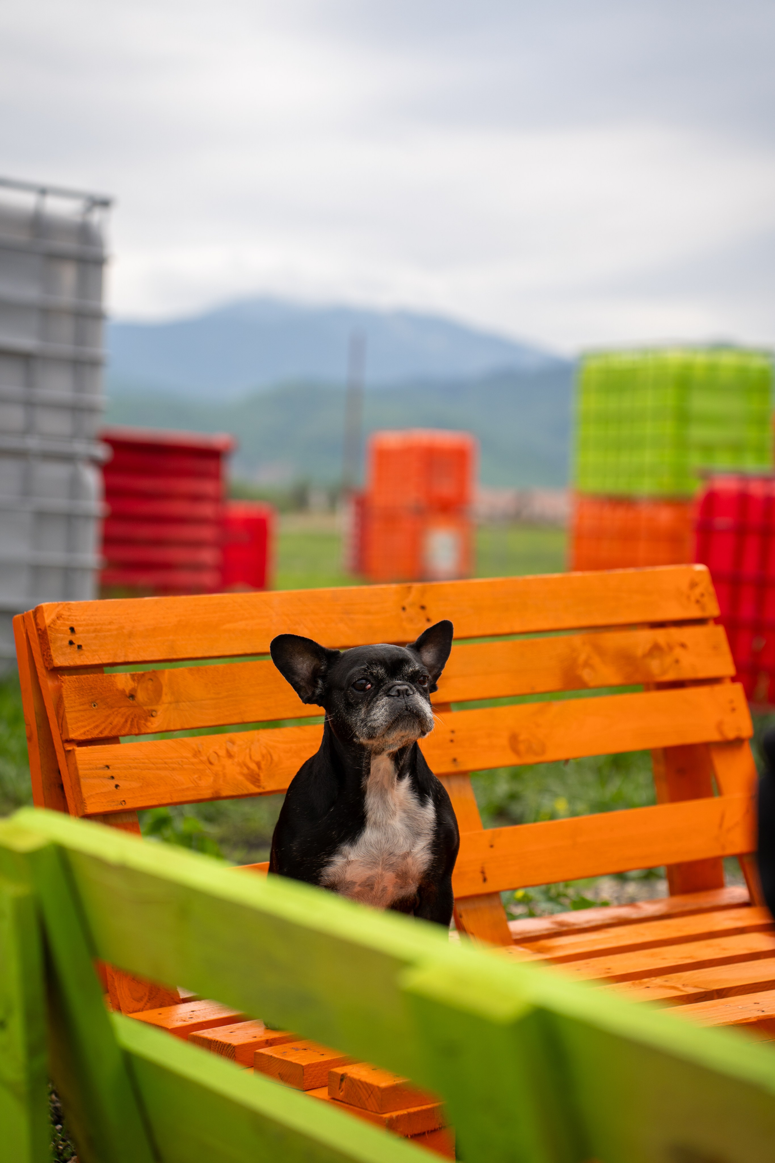 Deschidere Arena Paintball Brasov. Adelinne