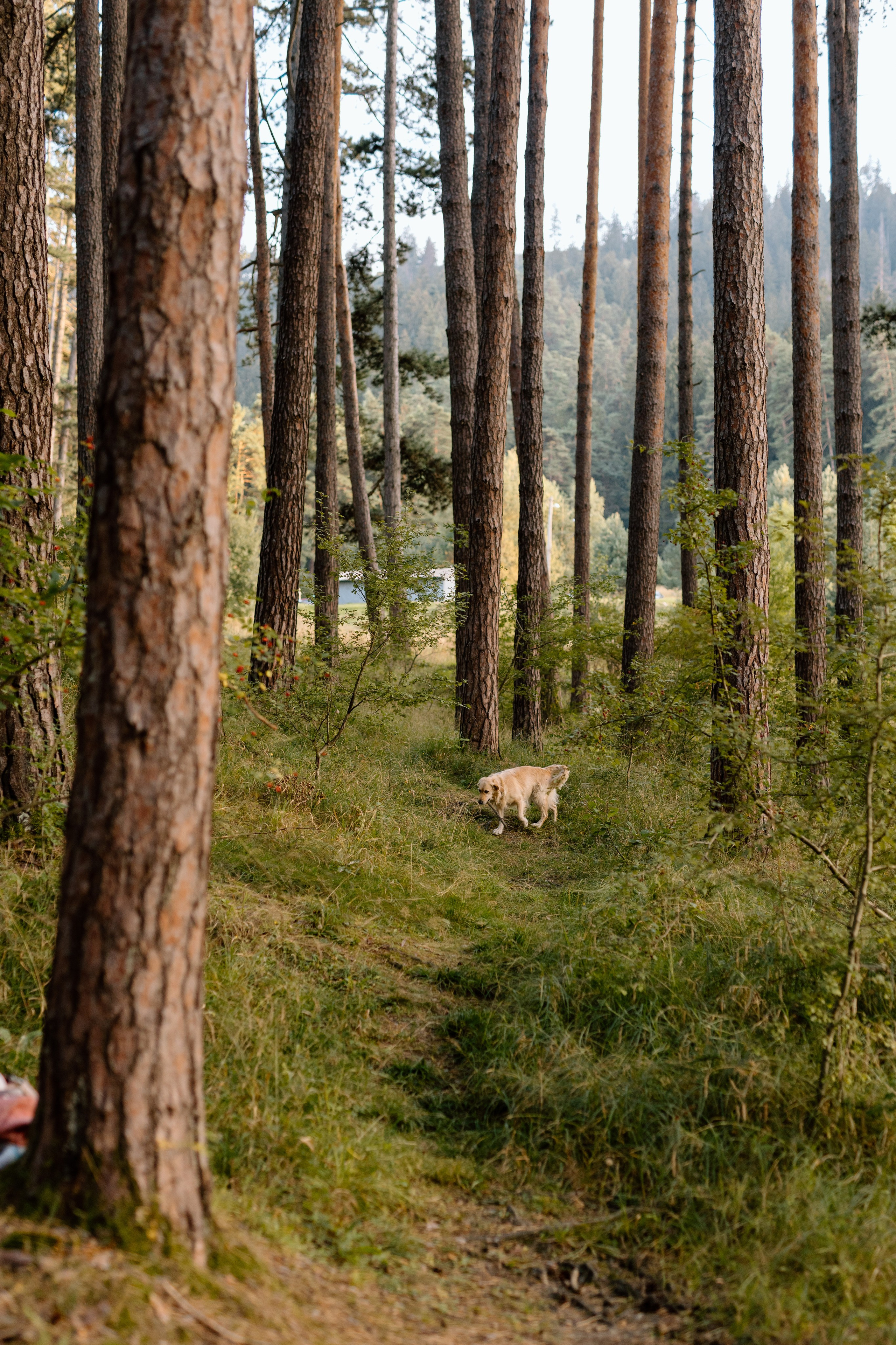 Sanziana, Daniel & Alexandru — Family. Main