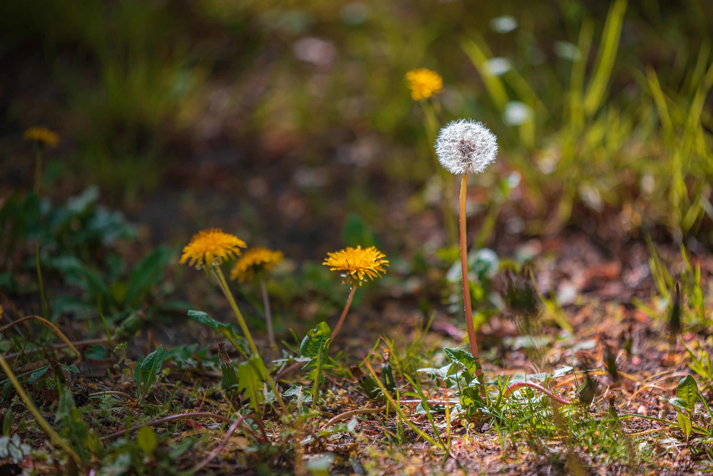 Royal Baths Park — Warsaw. Photographer in Yerevan