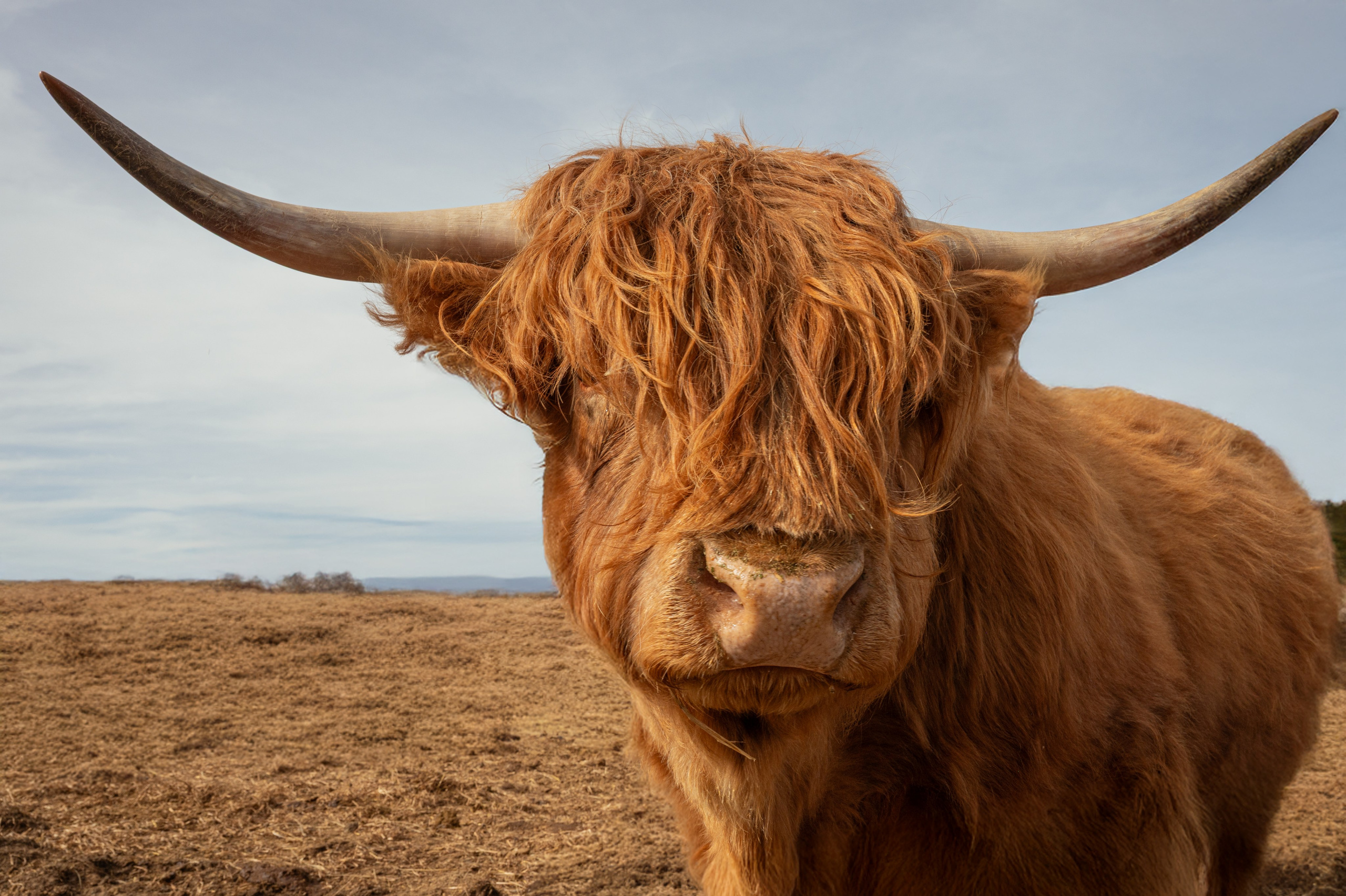 Farm animals. Victoria Lyubchenko — fine art photography in Bismarck, ND