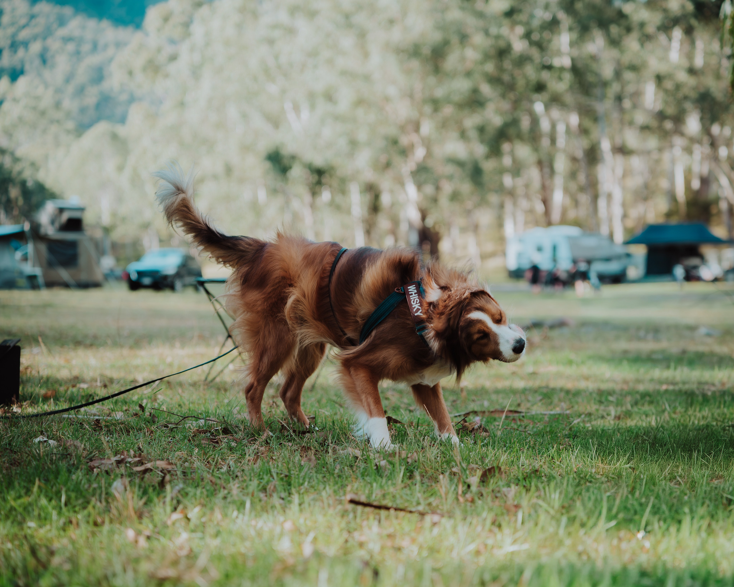 Pet — BorderColie. JS Photoshoot | Family, Events & Pet Photographer in Brisbane