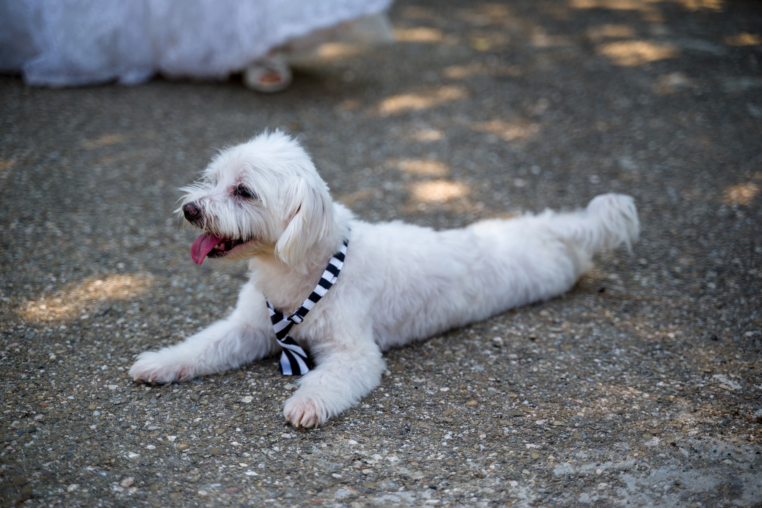 A&A. Wedding photographer from Bucharest Eugen Elisei