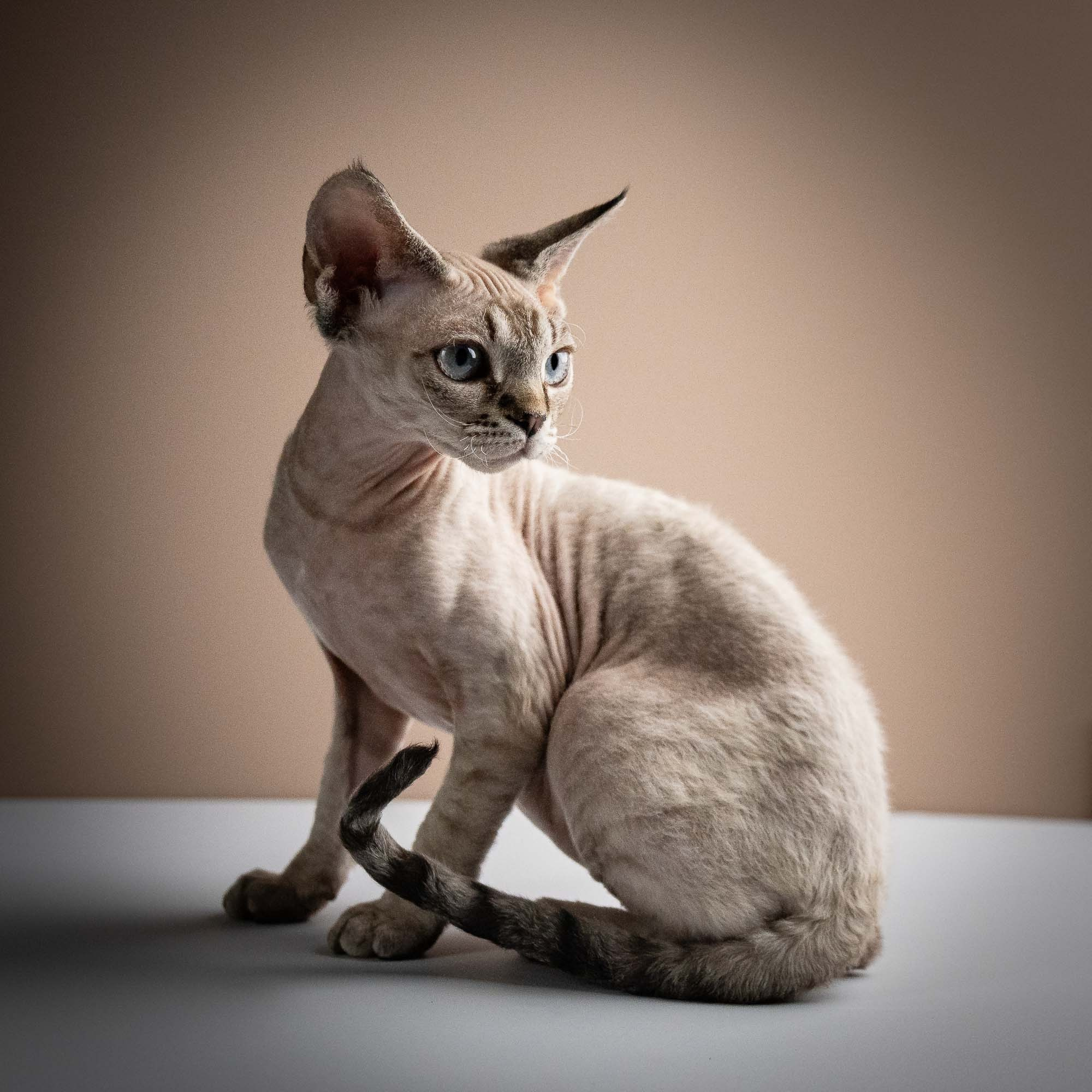 Nellie, girl, born 01.17.26. Devon Rex Pixie Cattery