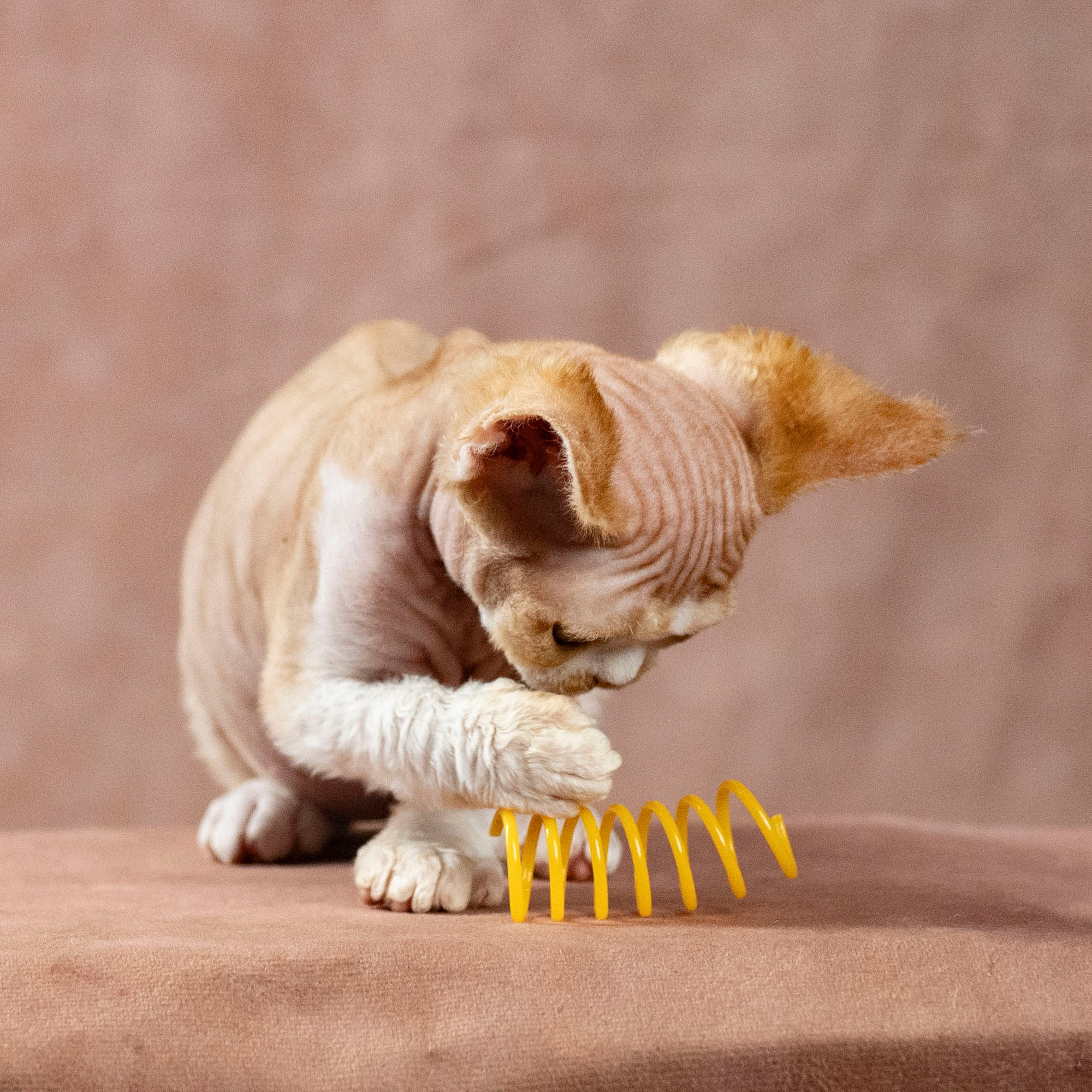 Dobby, boy. Devon Rex Pixie Cattery