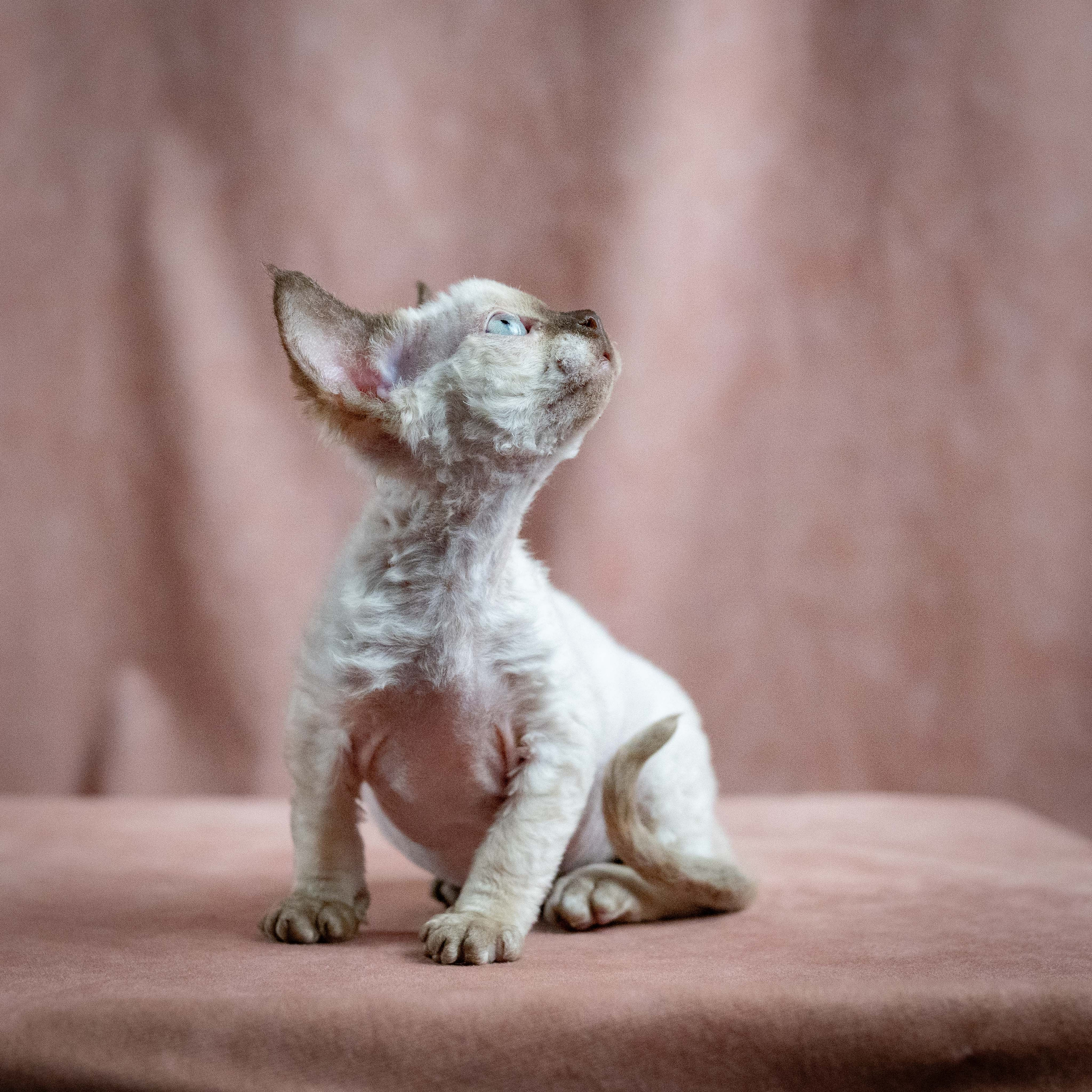 Mila, girl, born 01.15.26. Devon Rex Pixie Cattery