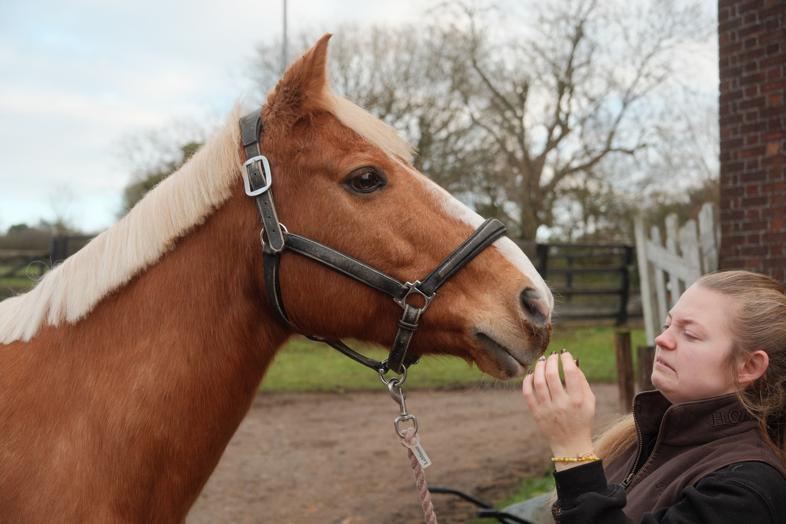 Portrait photography with Fudge the horse. Cal Takes Photos