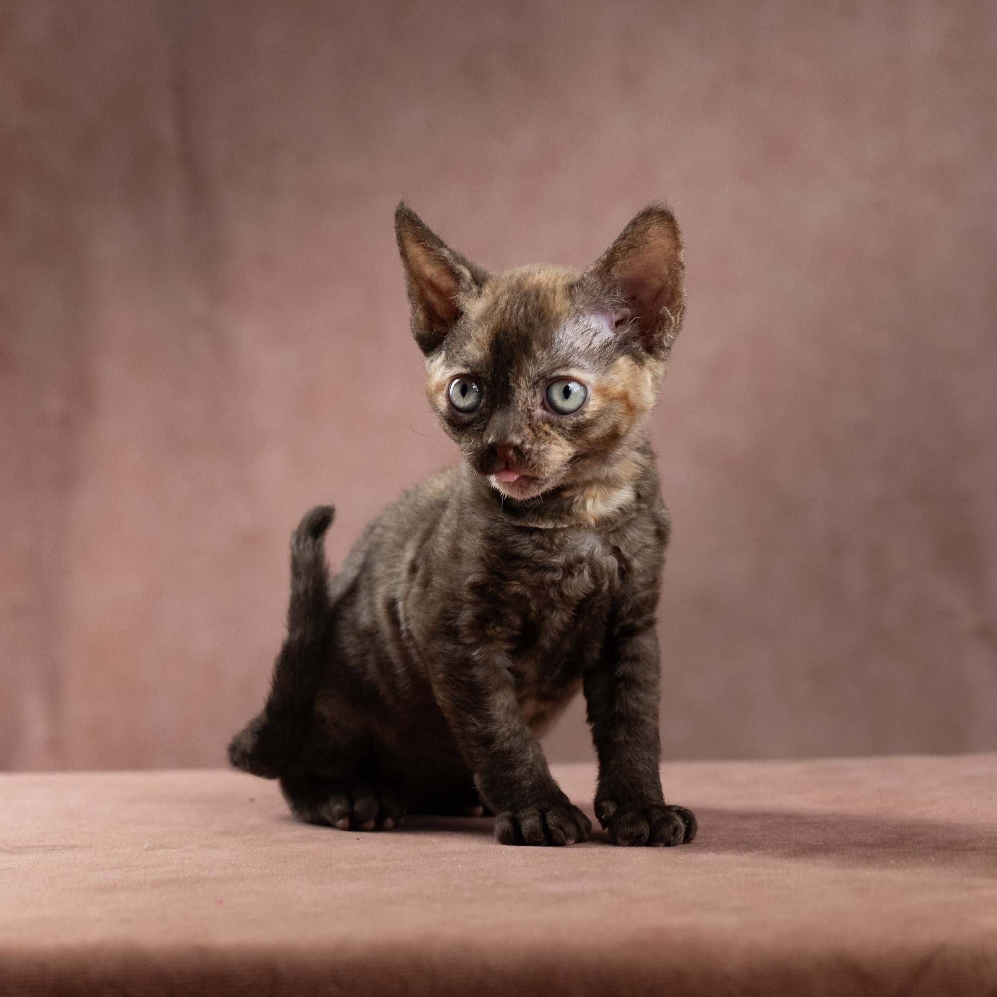 Dory, girl, born on 06.06.24 SOLD. Devon Rex Pixie Cattery