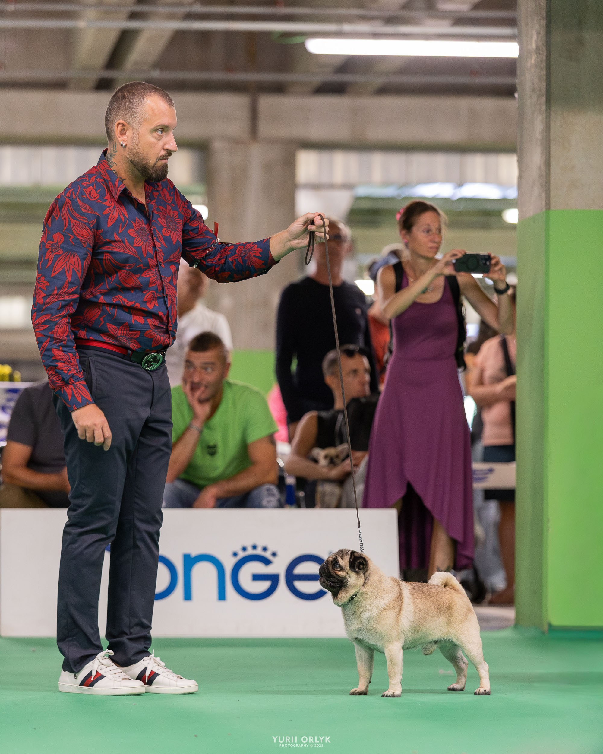 Dog Shows. Yurii Orlyk Photography