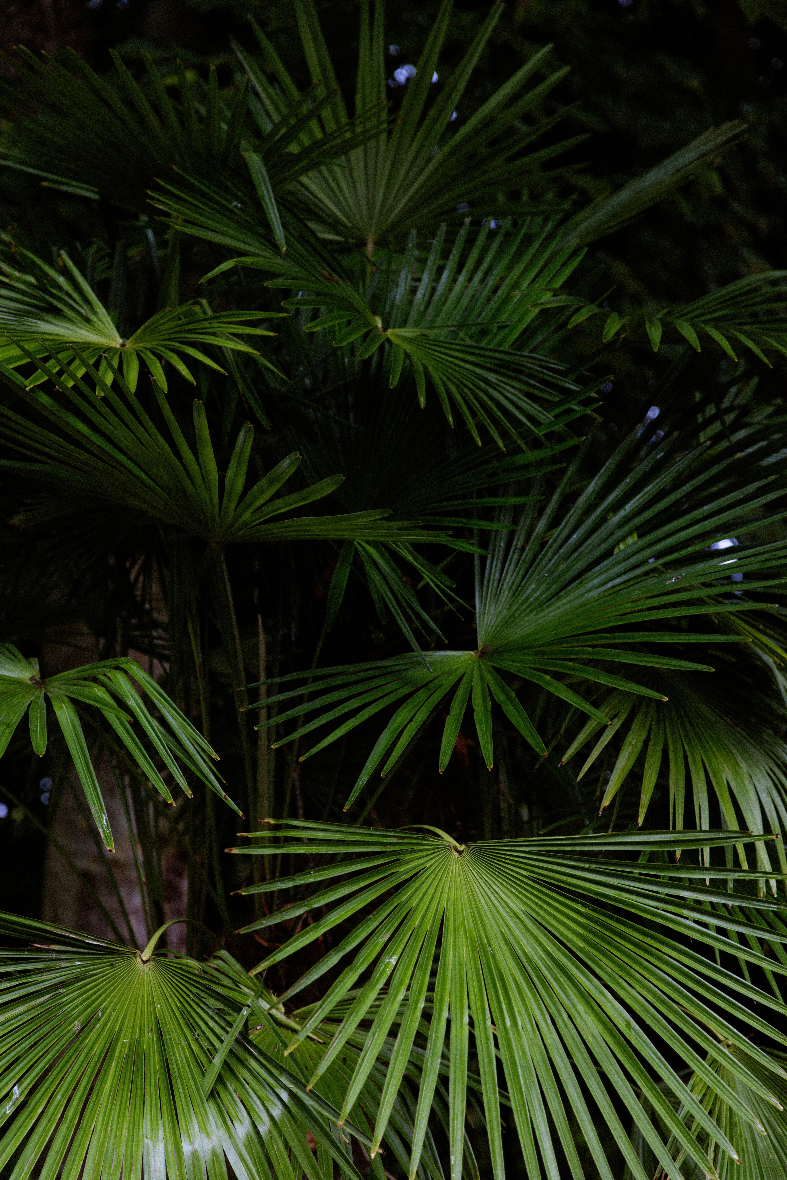 Max & Rachel. Photographer in Paris