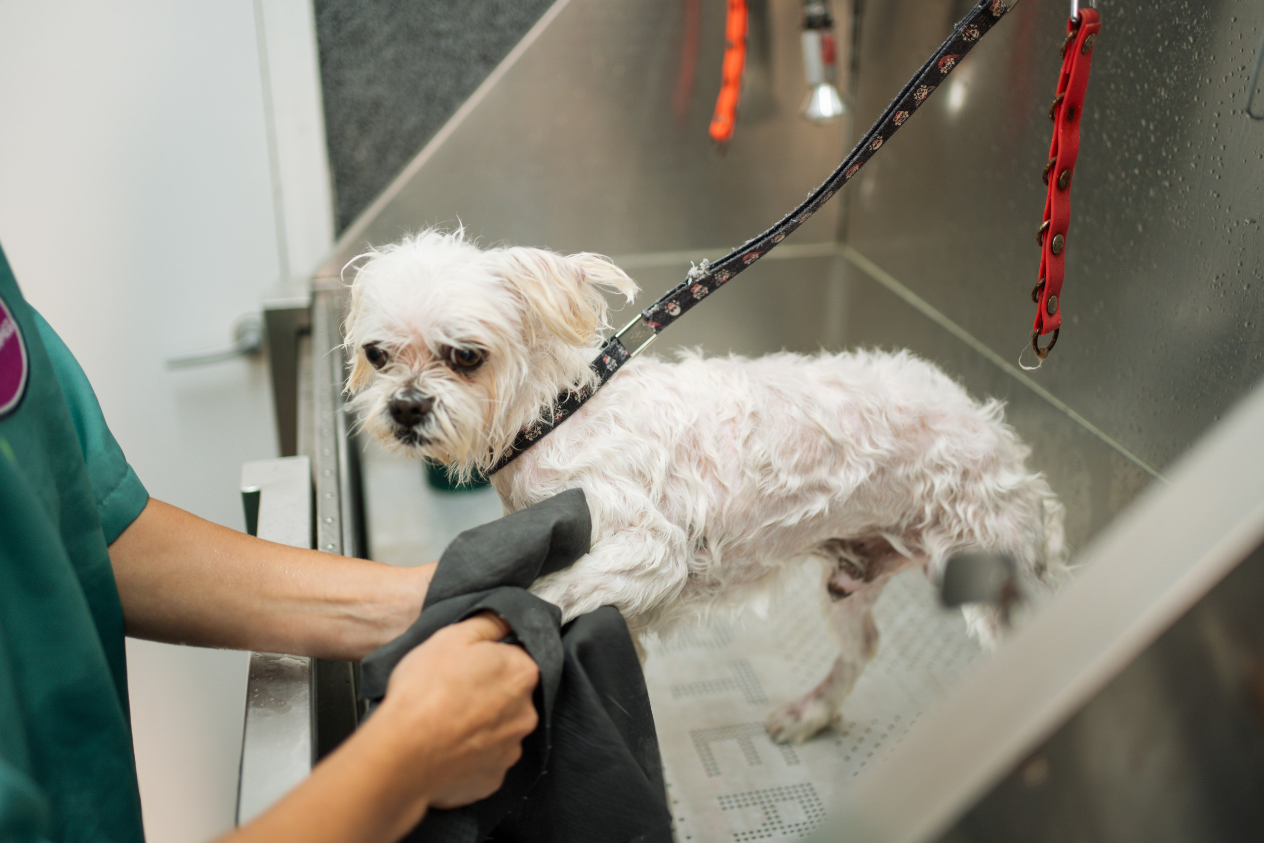 PetGroom Timisoara. Cozac Cristian Photographer