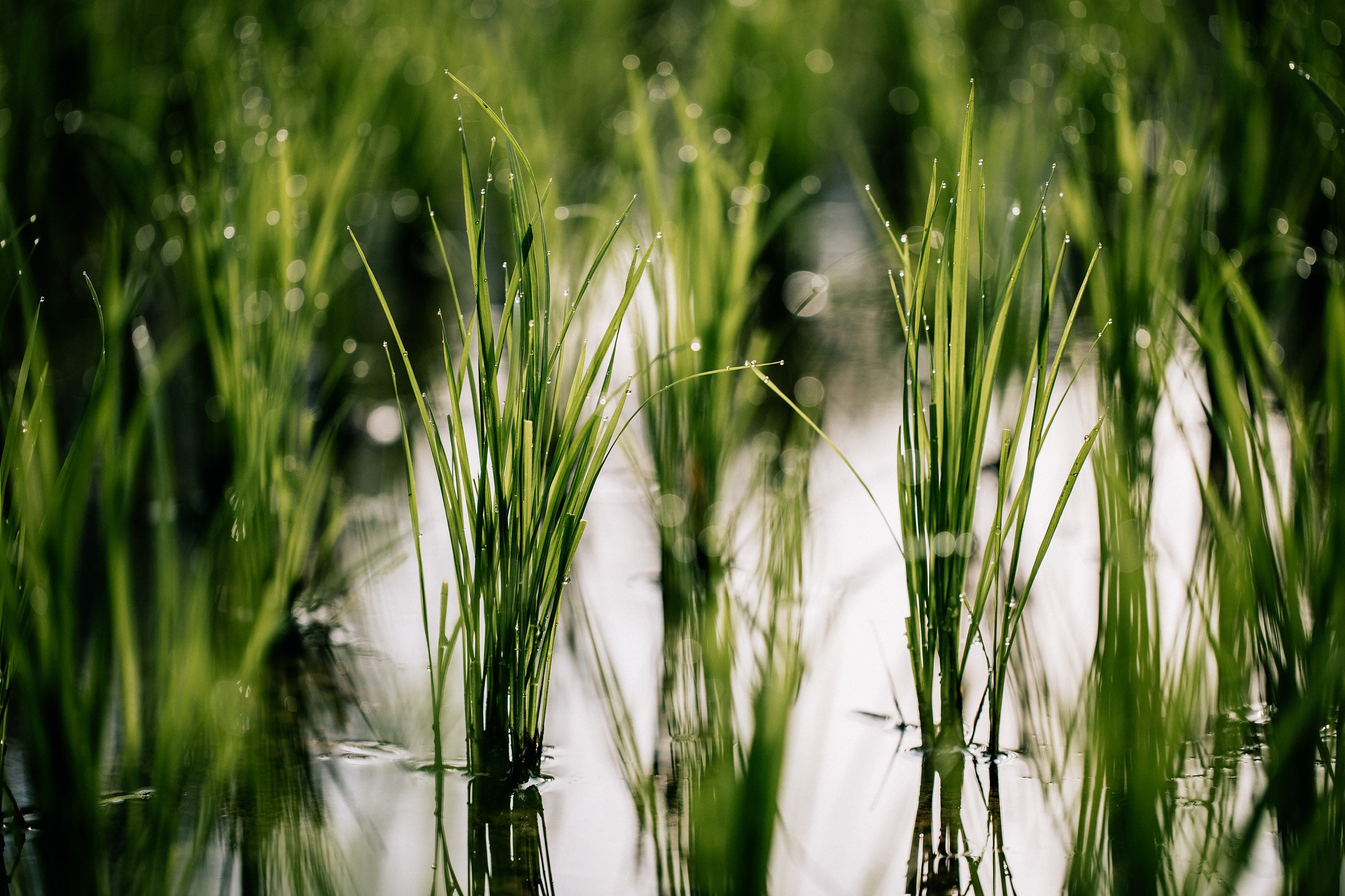 Rice terraces + secret temple. Getitfeel — Aesthetic Photography and Videography