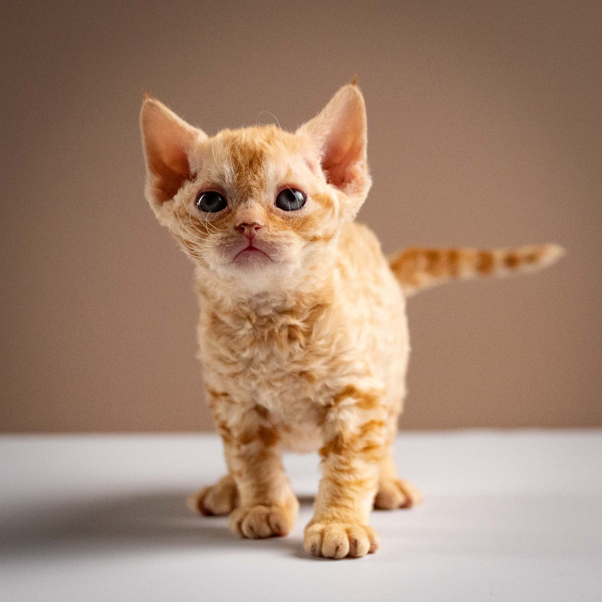 Piper, girl, born 02.11.26. Devon Rex Pixie Cattery