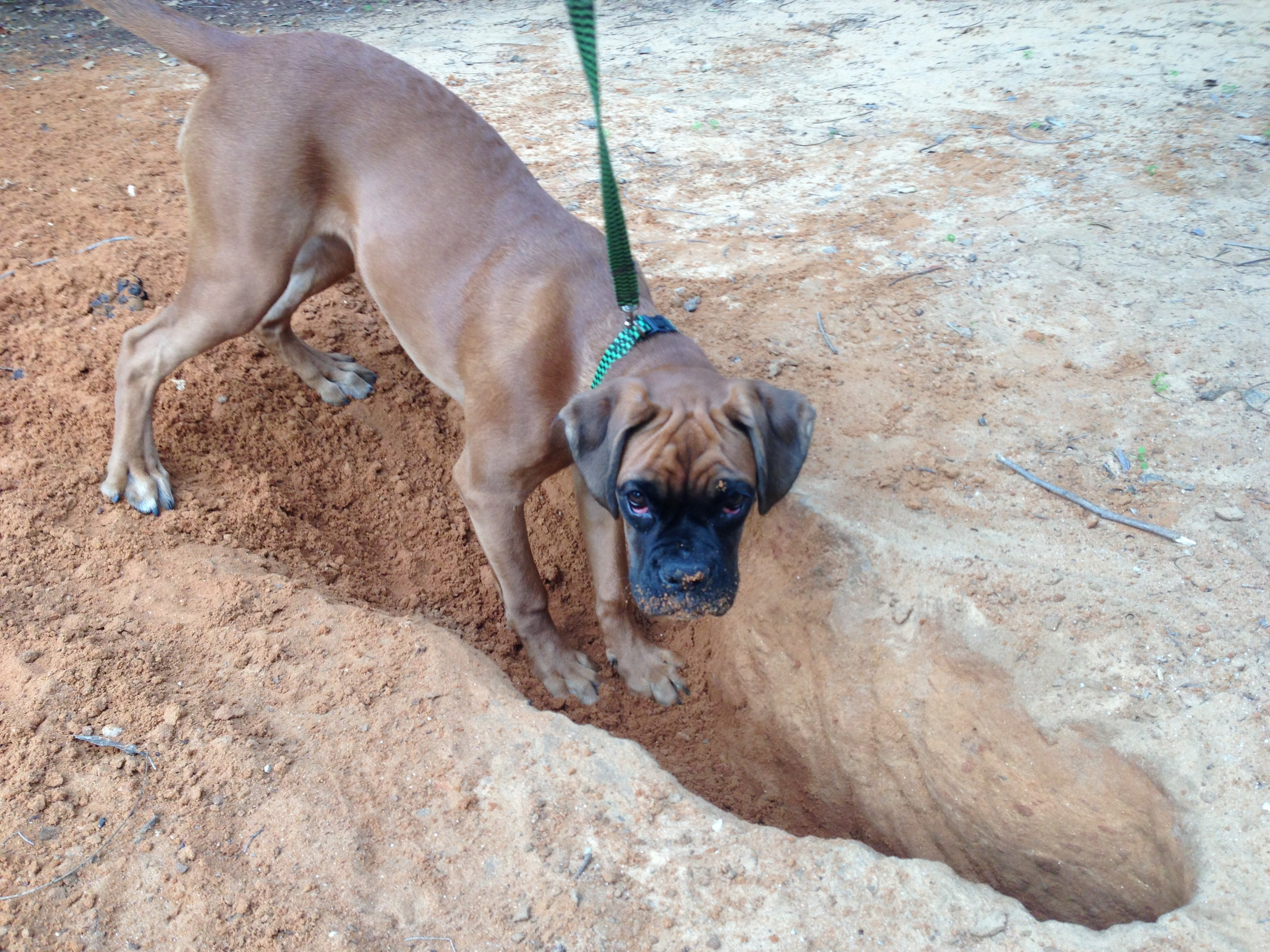 My ״Star״ Boxer Dog