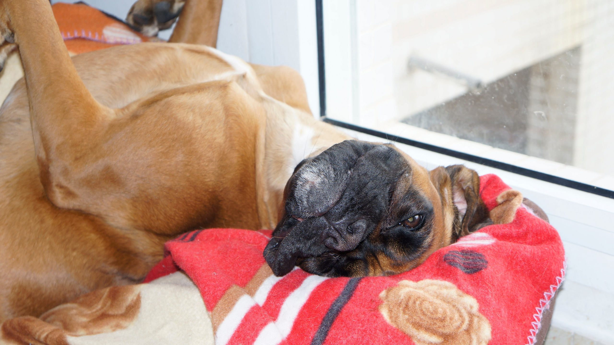 My ״Star״ Boxer Dog