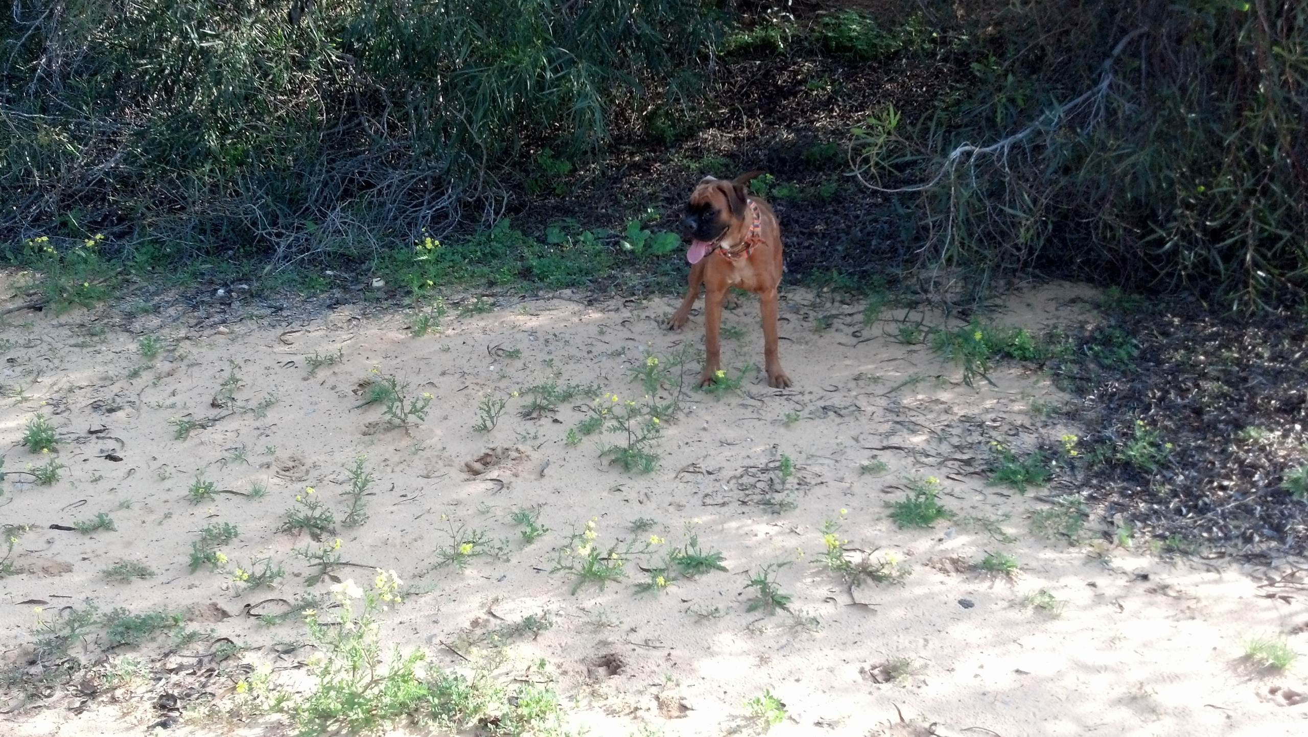 My ״Star״ Boxer Dog