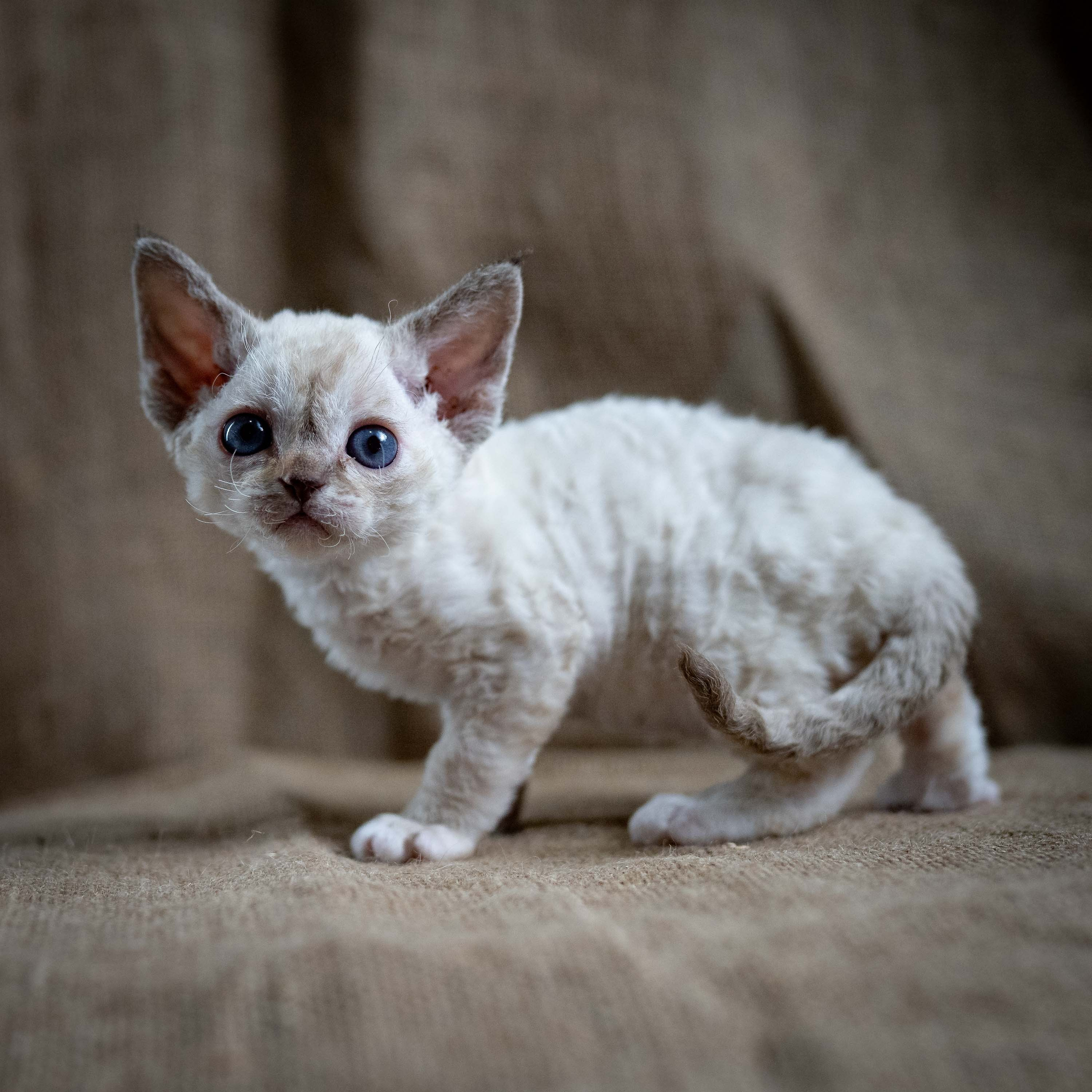Lily, girl, born 12.20.2025. Devon Rex Pixie Cattery