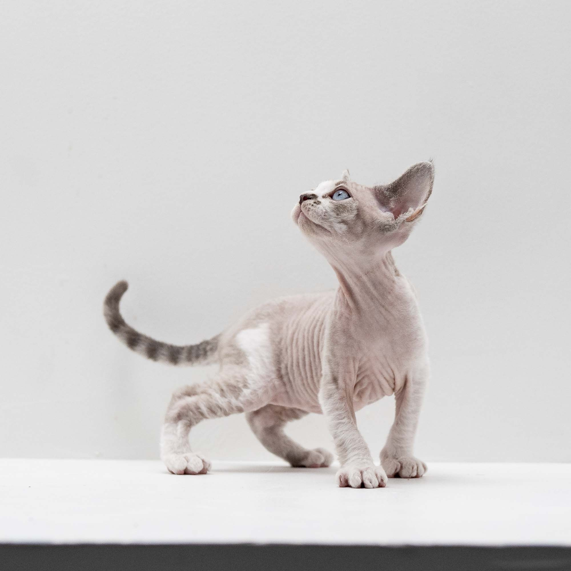 Frank, boy, born on 01.01.25. Devon Rex Pixie Cattery