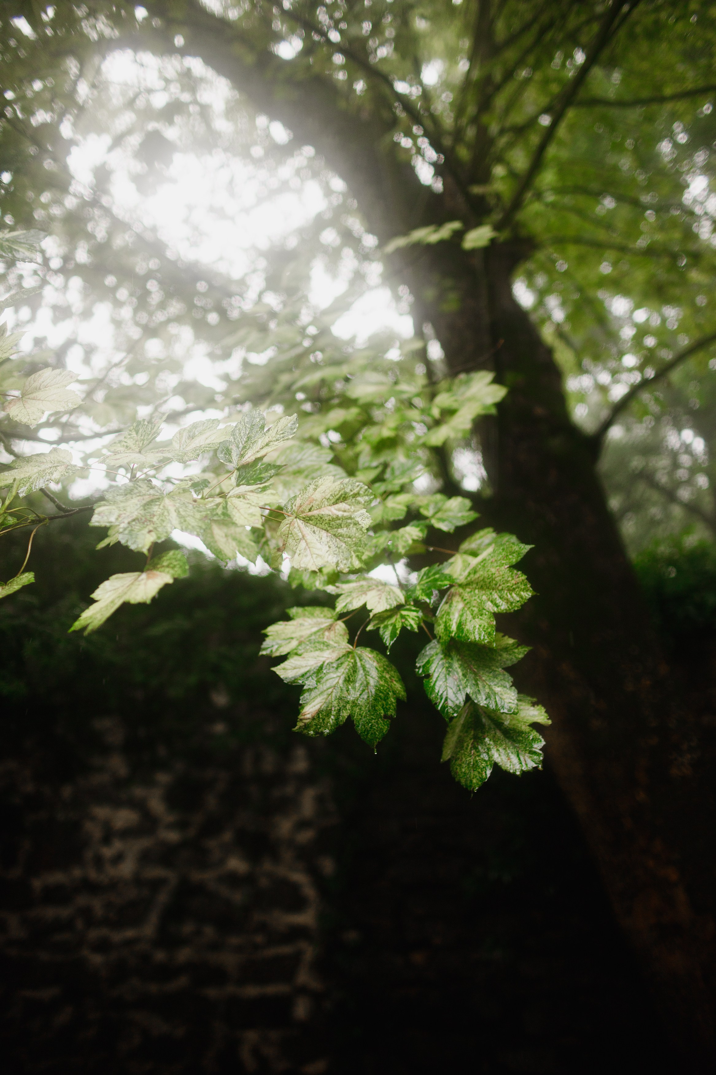 Zamek Grodziec. Kaja | fotograf psów we Wrocławiu