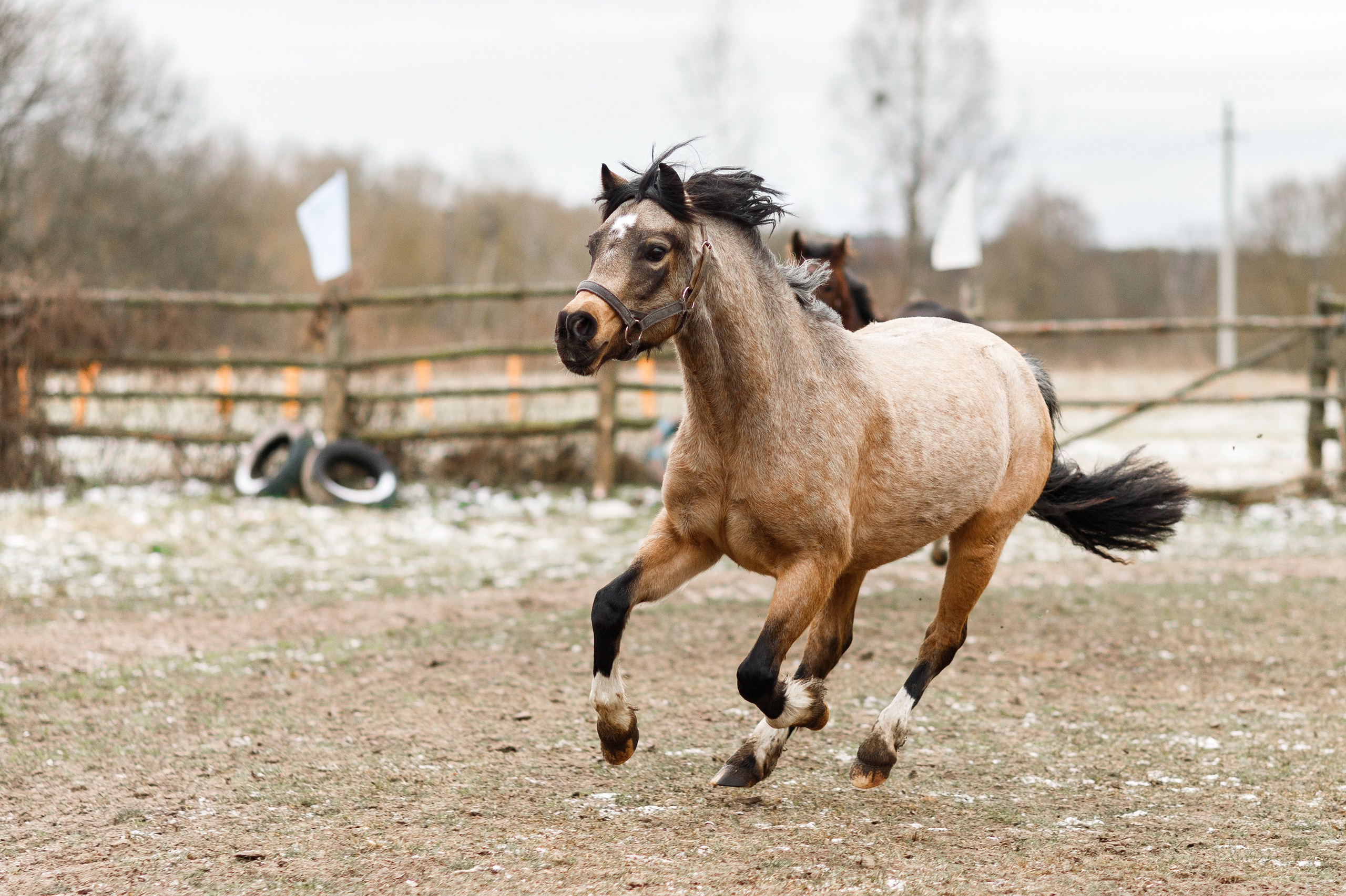 Winter stable. Kaja | fotograf psów we Wrocławiu