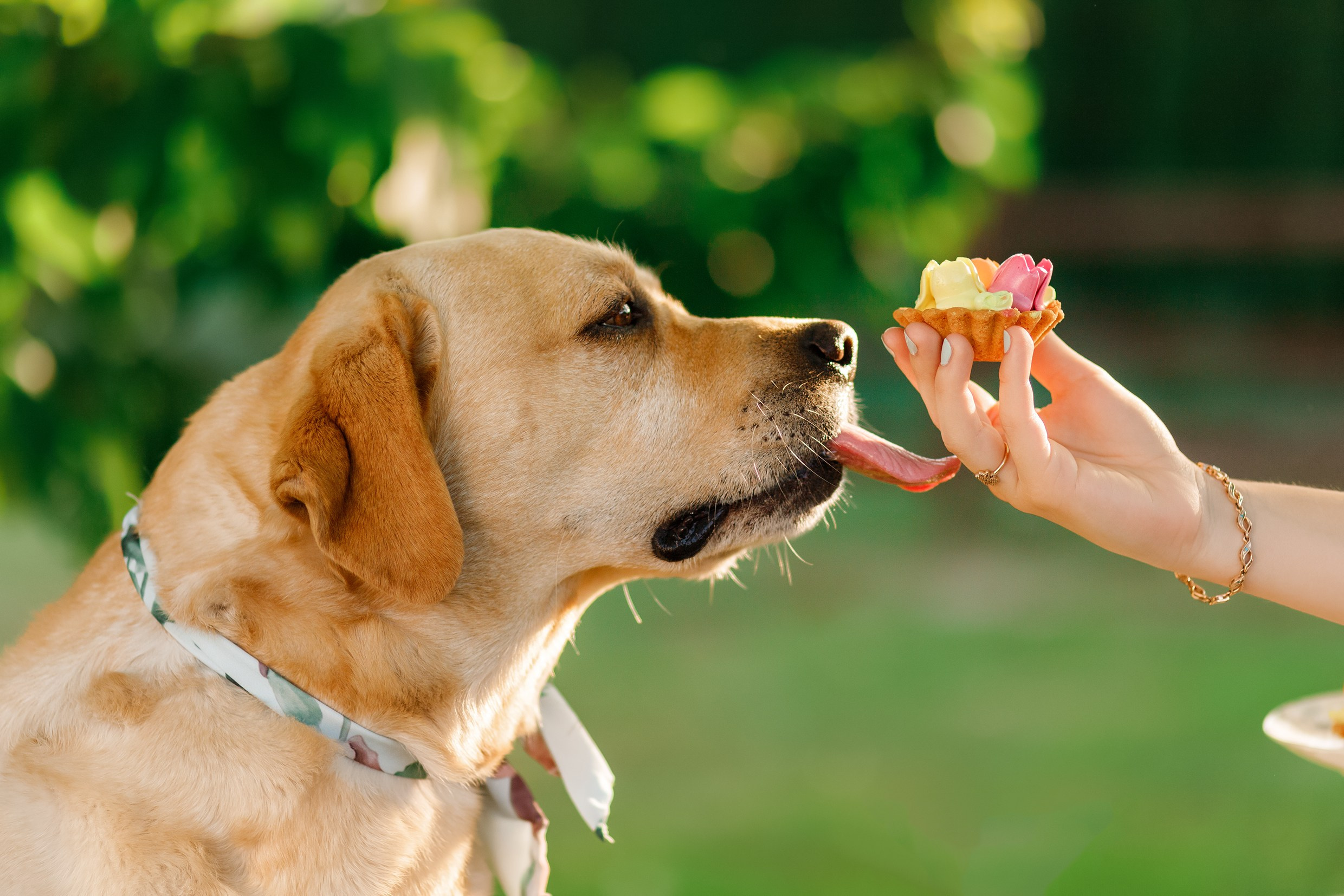 Nastya & Spark and Boss. Kaja | fotograf psów we Wrocławiu
