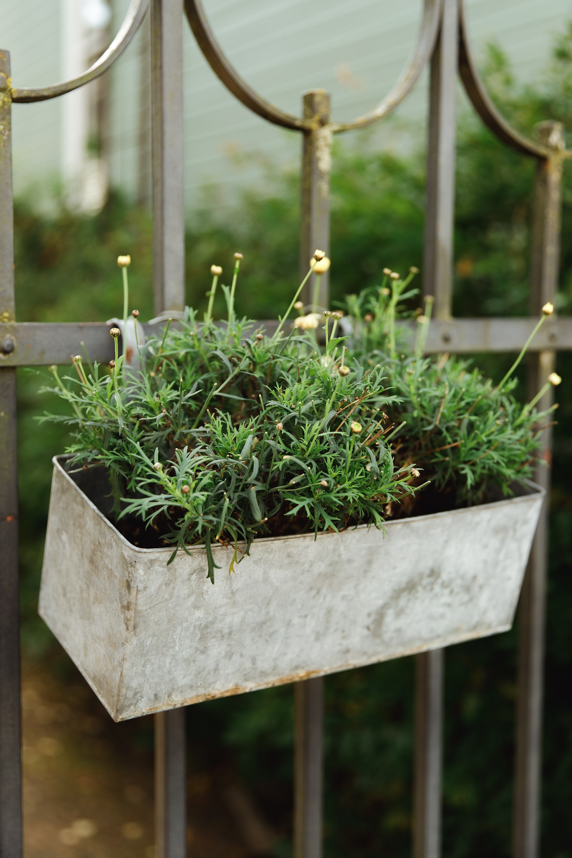 Turku. Kaja | fotograf psów we Wrocławiu