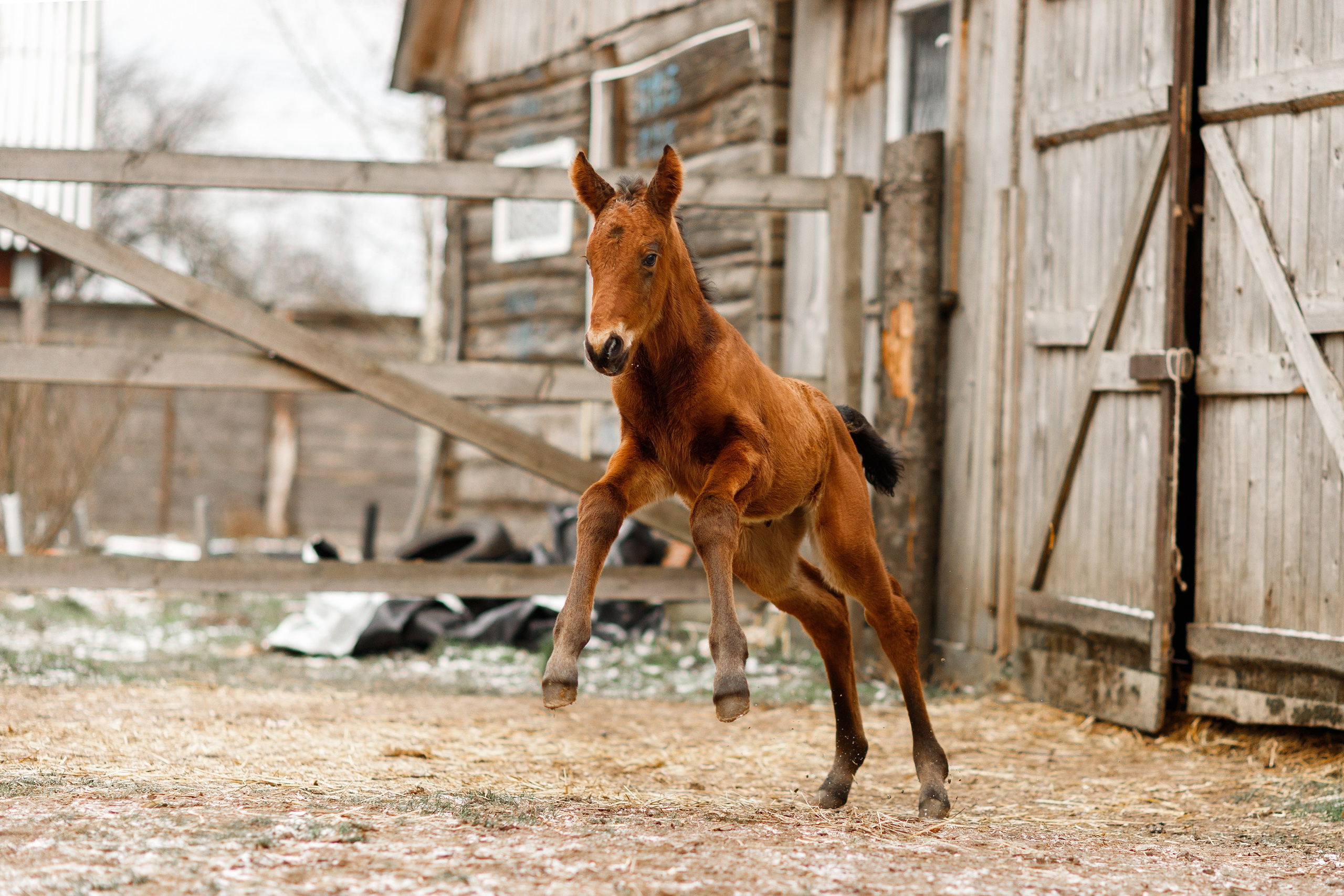 Winter stable. Kaja | fotograf psów we Wrocławiu