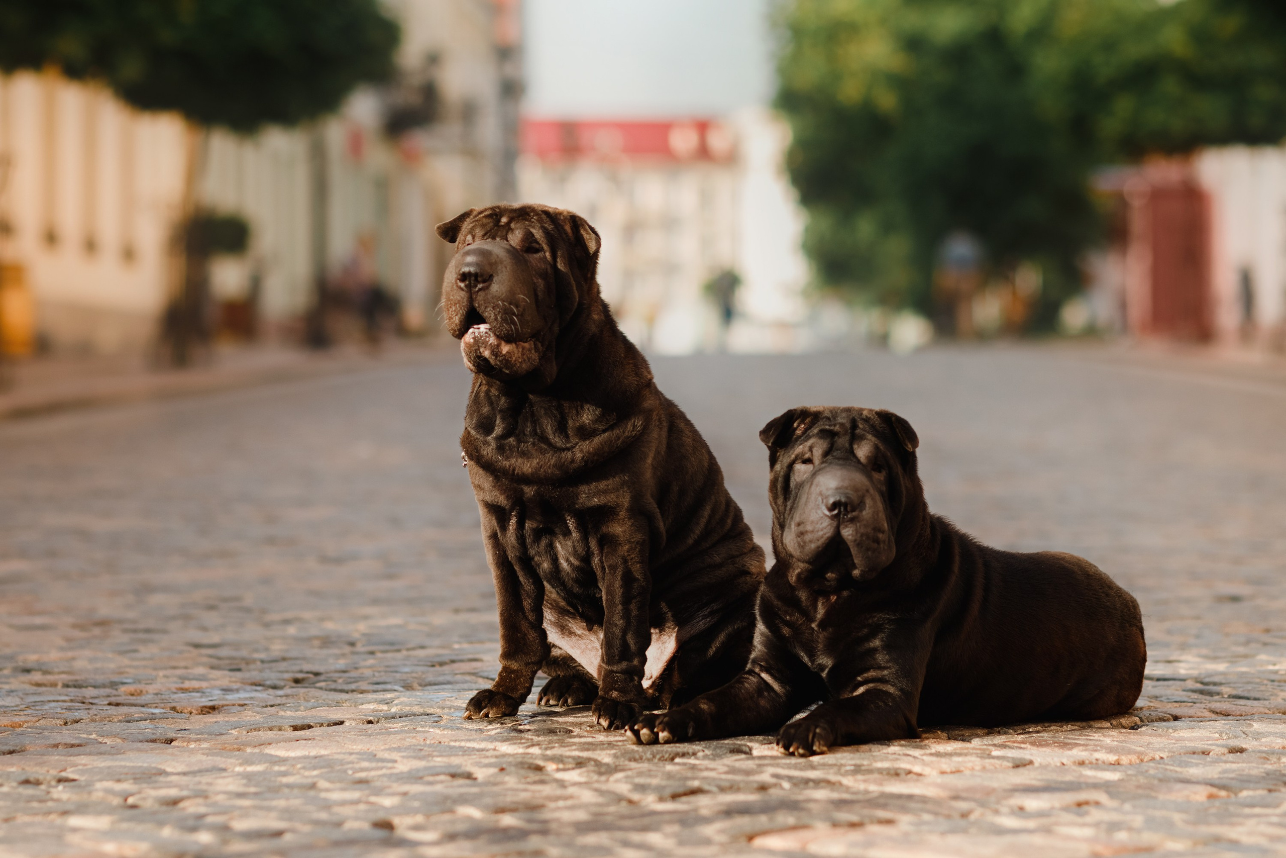 Shar pei in the city. Kaja | fotograf psów we Wrocławiu