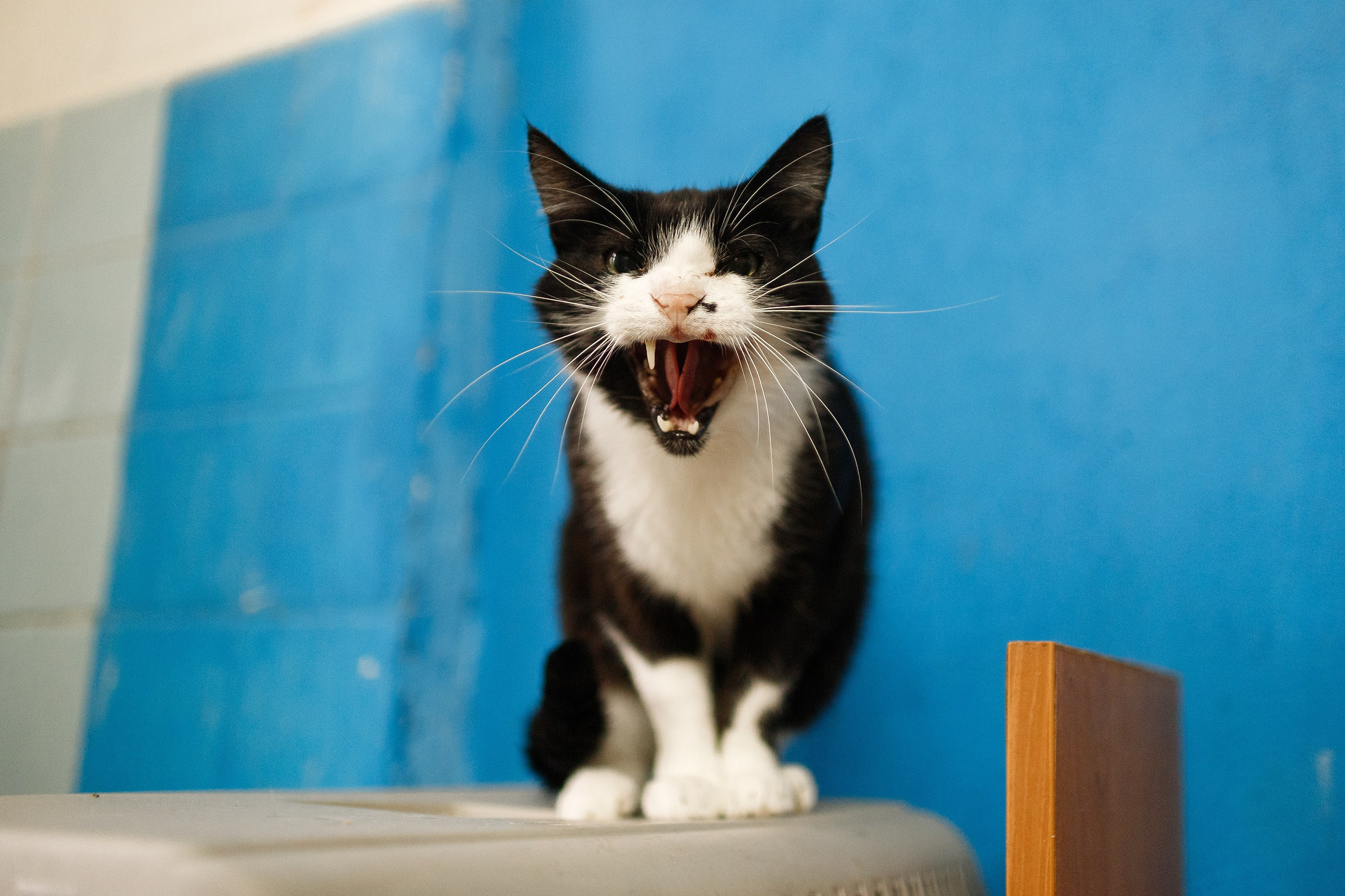 Shelter's cats for adoption. Kaja | fotograf we Wrocławiu | ludzie i psy