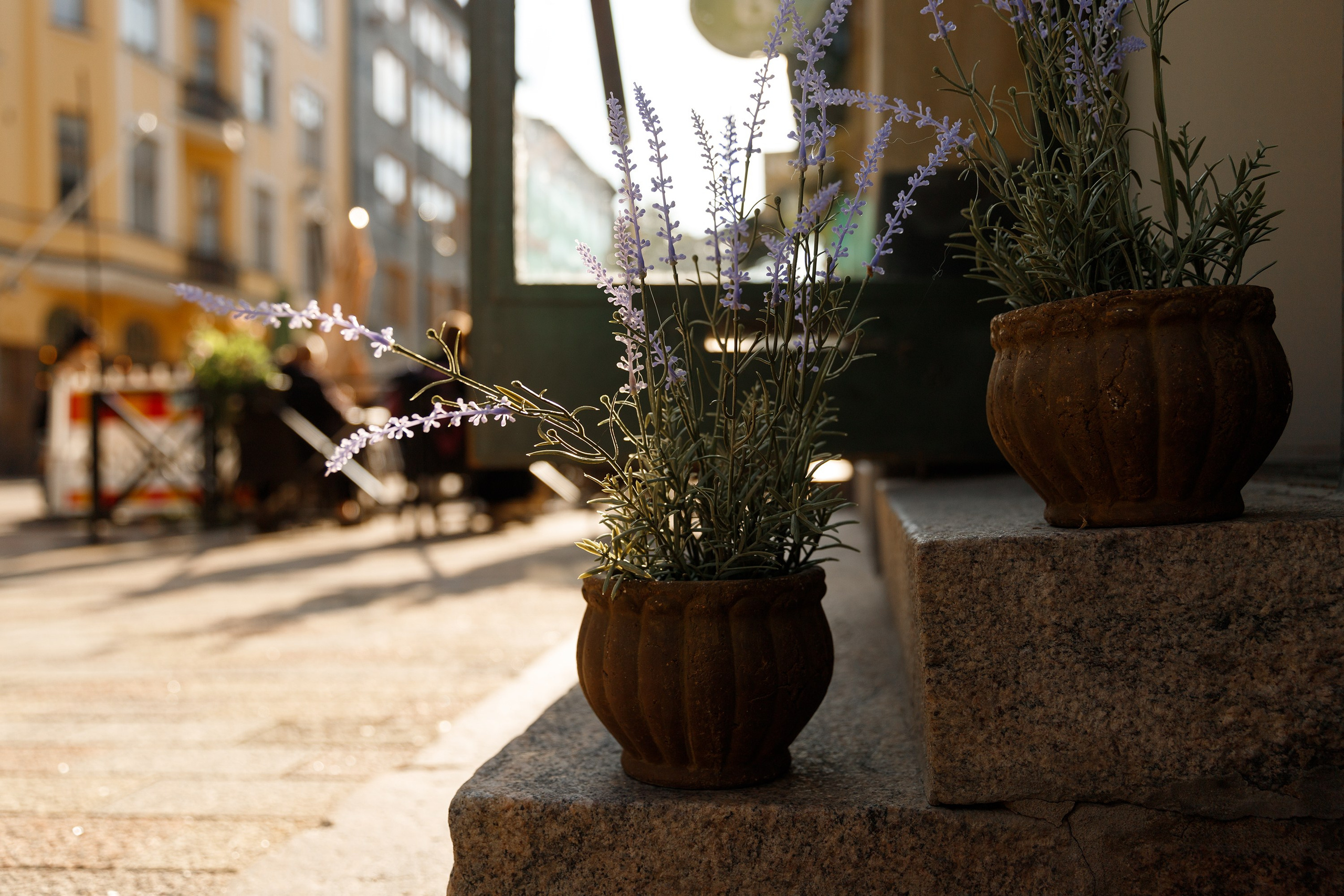 Helsinki. Kaja | fotograf psów we Wrocławiu