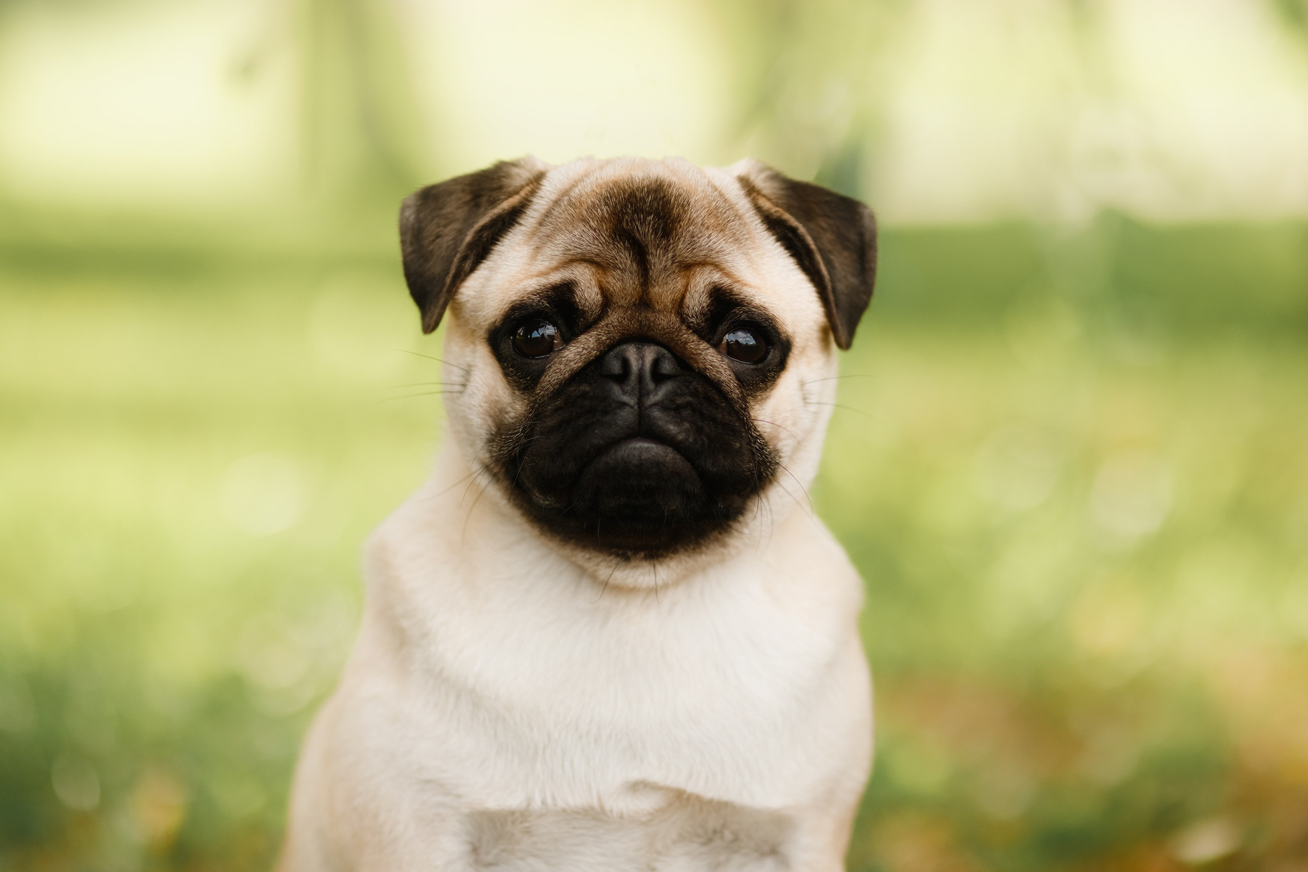 Summer photo day for dog handler. Kaja | fotograf we Wrocławiu | ludzie i psy