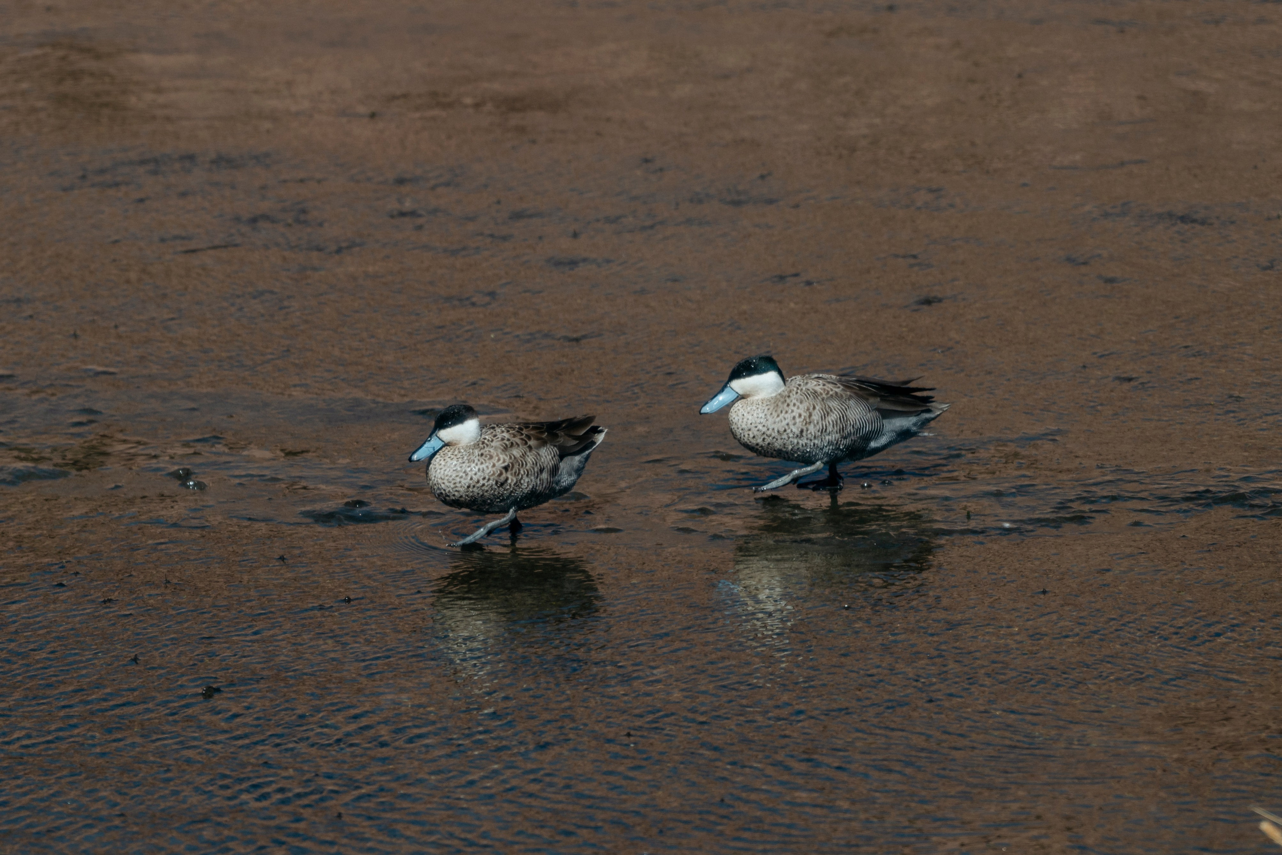 Geyser El Tatio (cobertura en tour privado). Principal