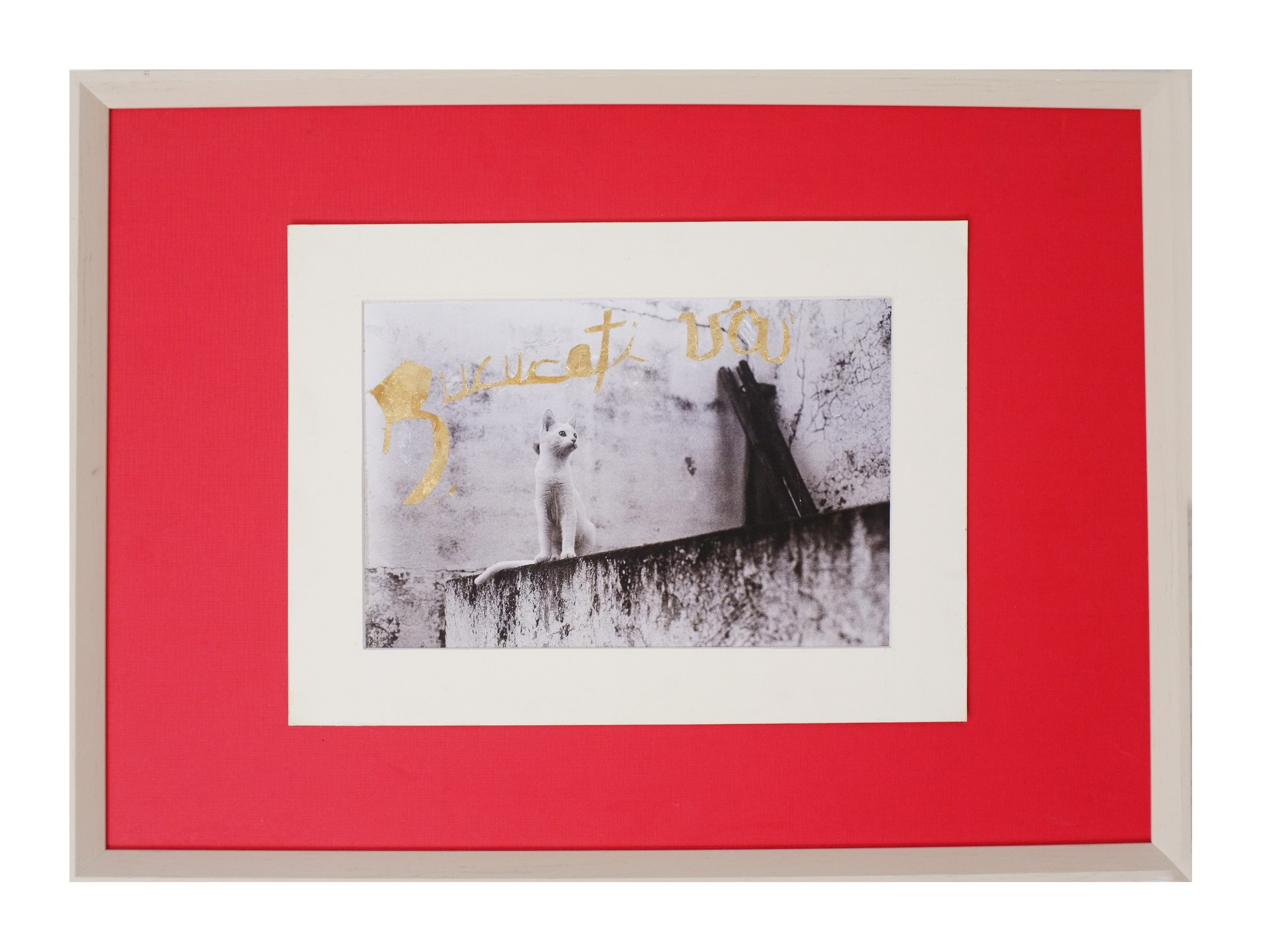 Cat Caravan. Natalia Parfenova visual artist film photographer