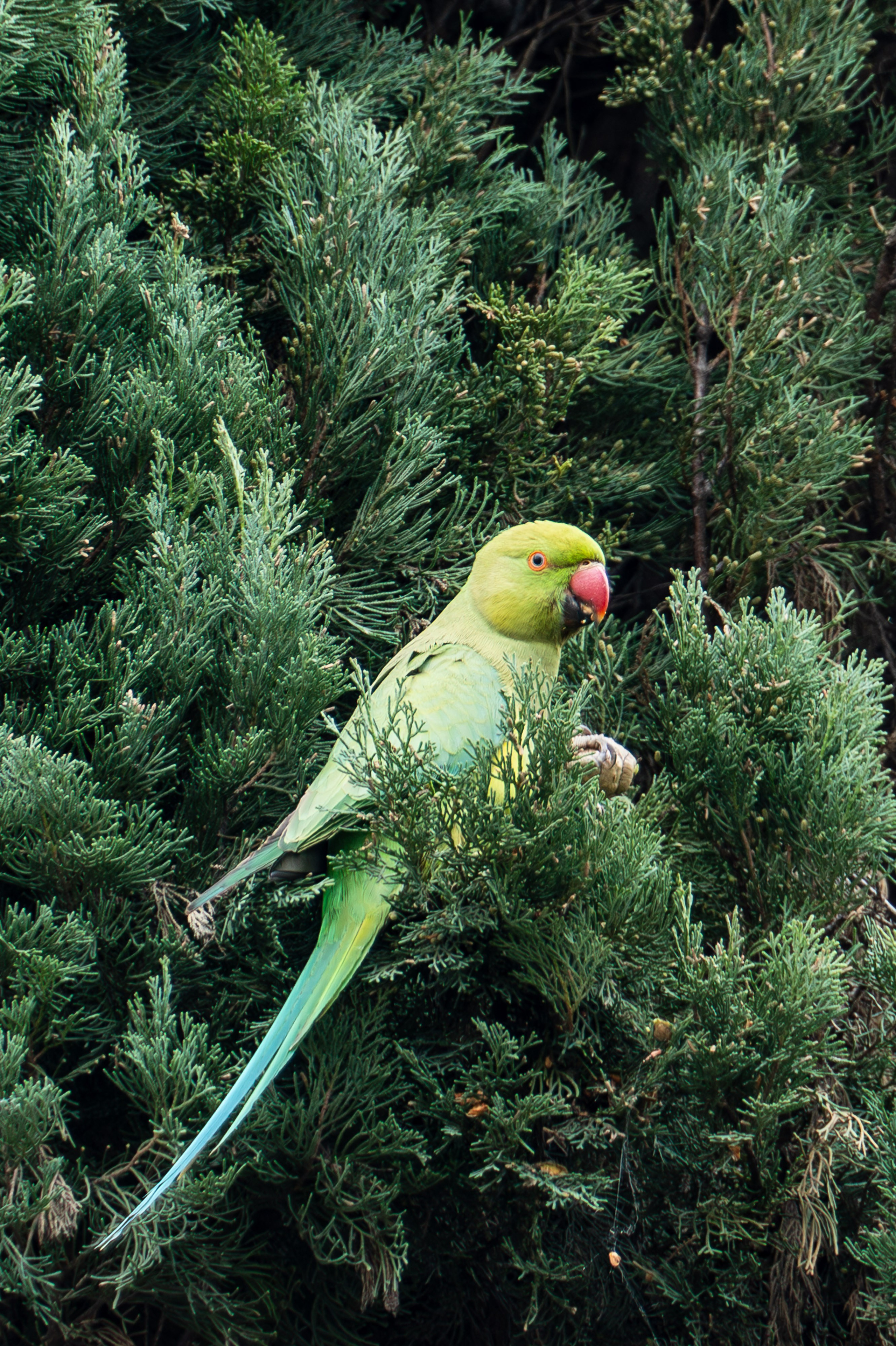 Roma 2025. Fotografiideplacere.net