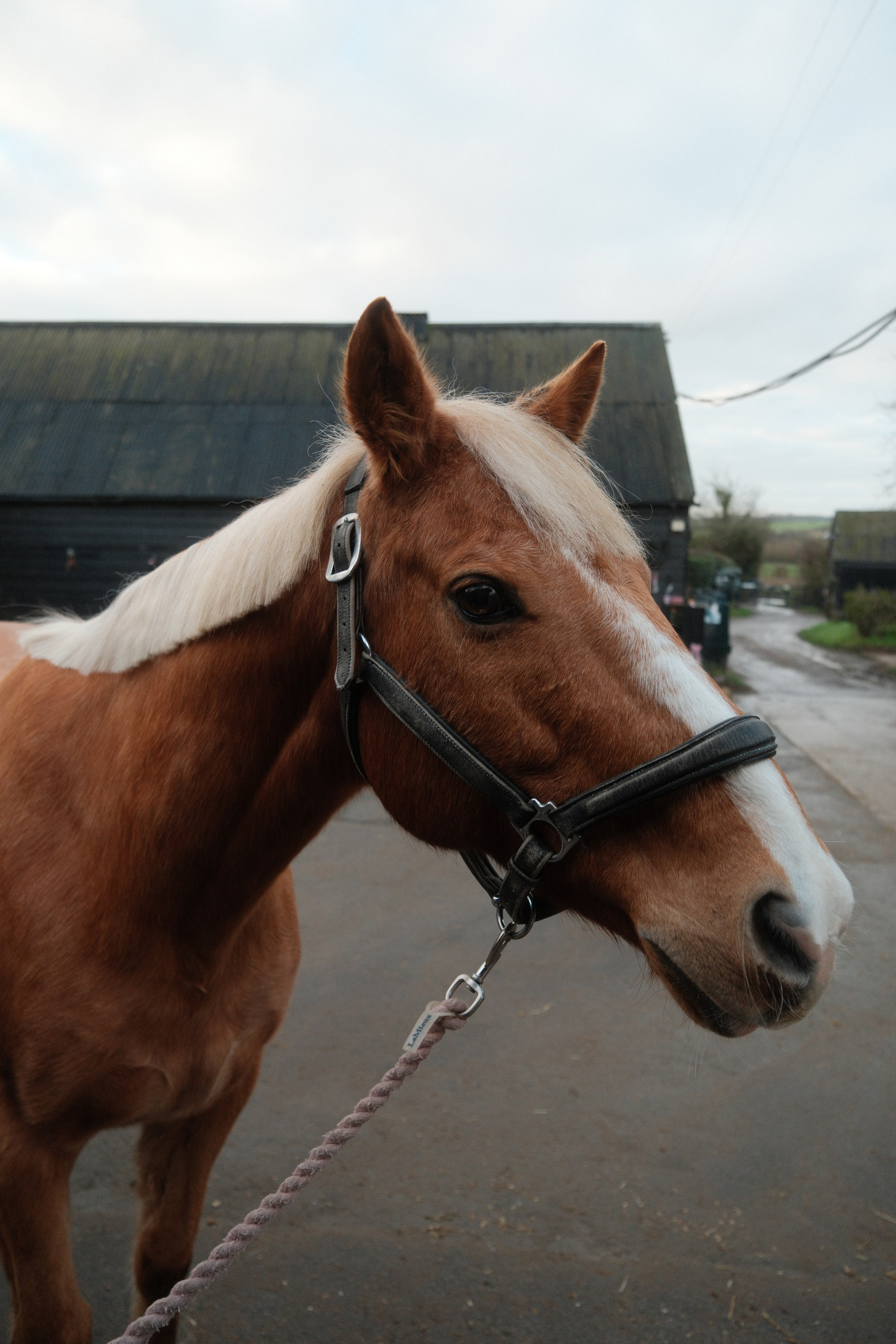 Portrait photography with Fudge the horse. Cal Takes Photos