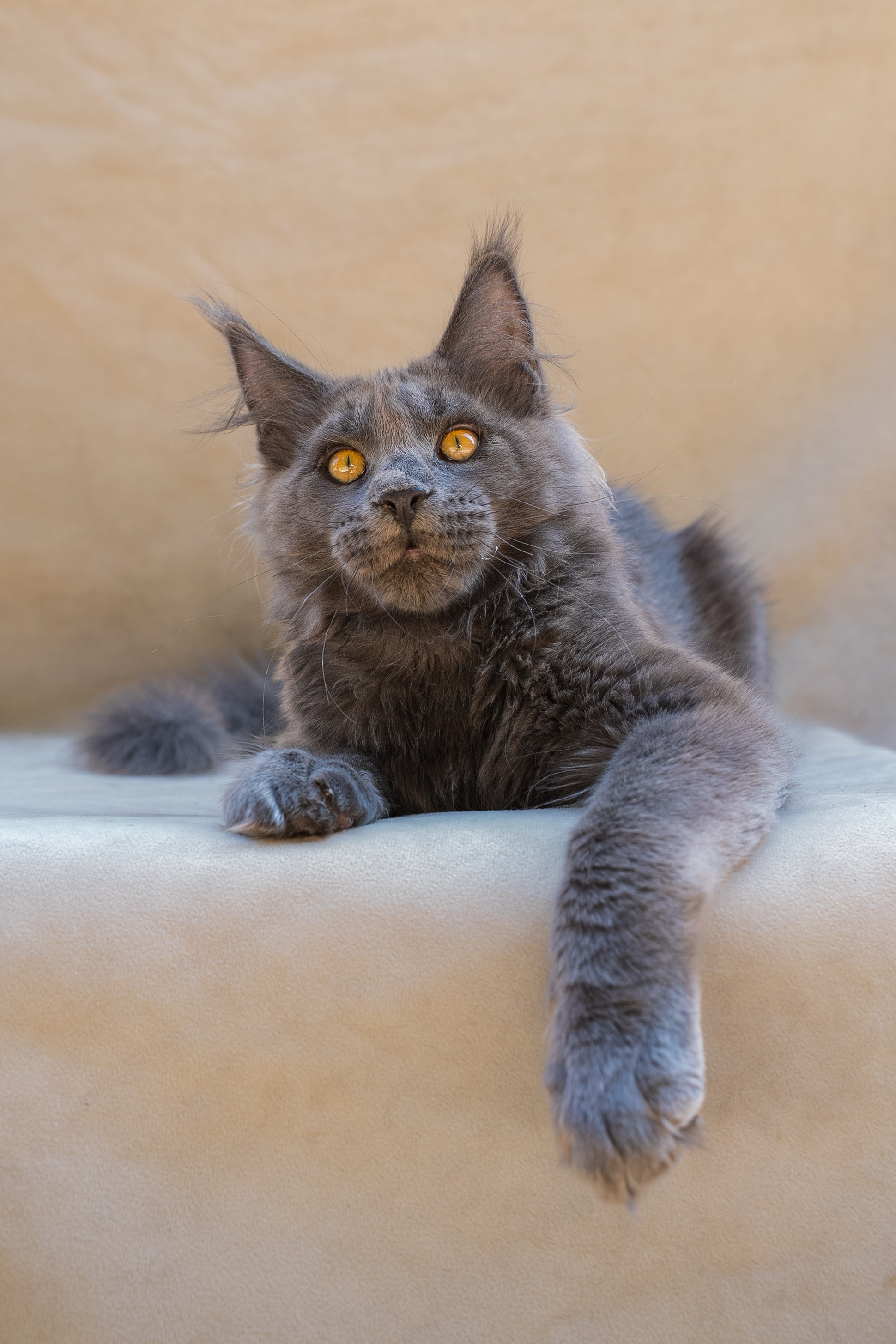 Senator Ideal. Senator Cat — Maine Coon cattery
