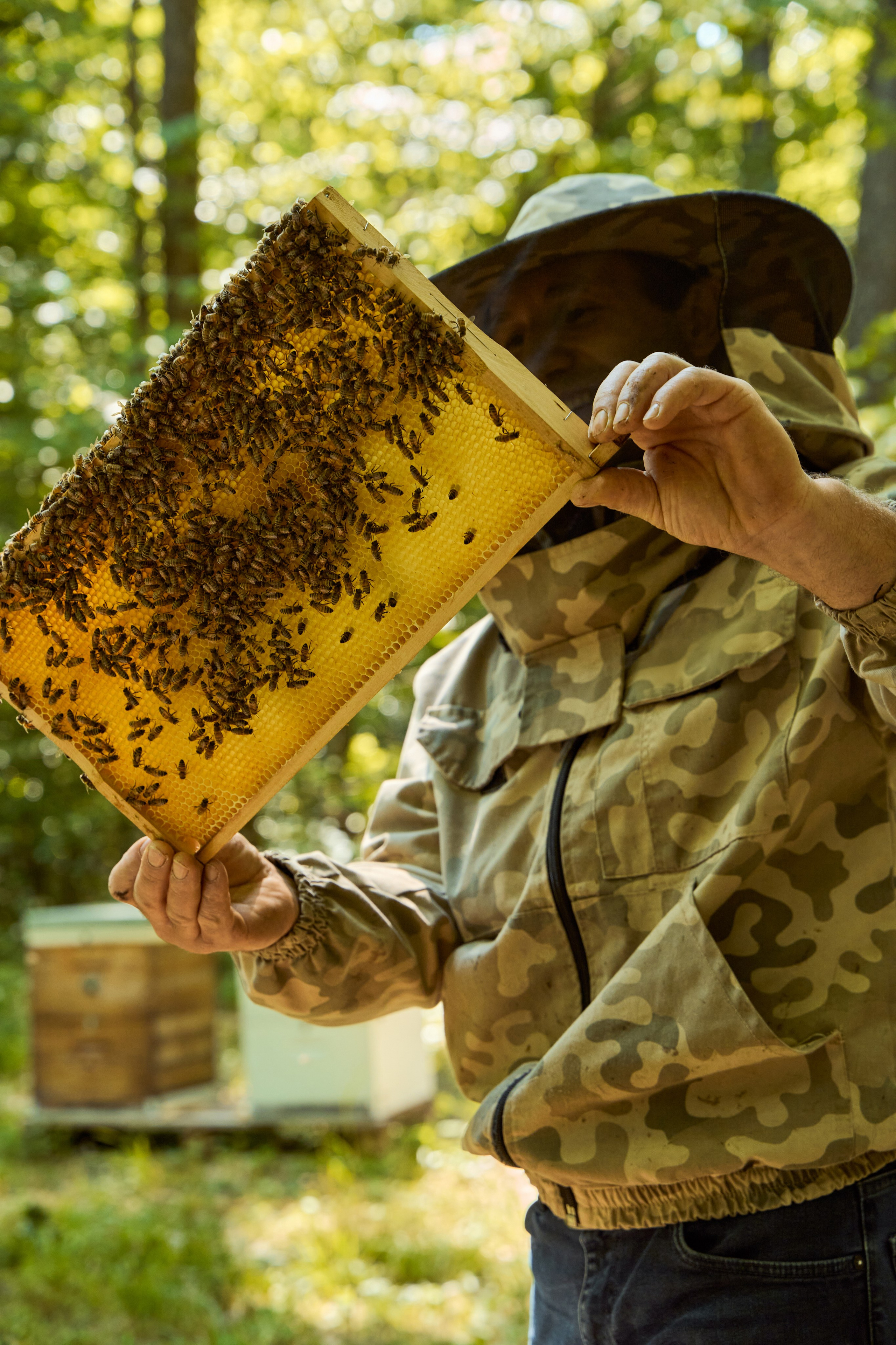 Apifera. Привет