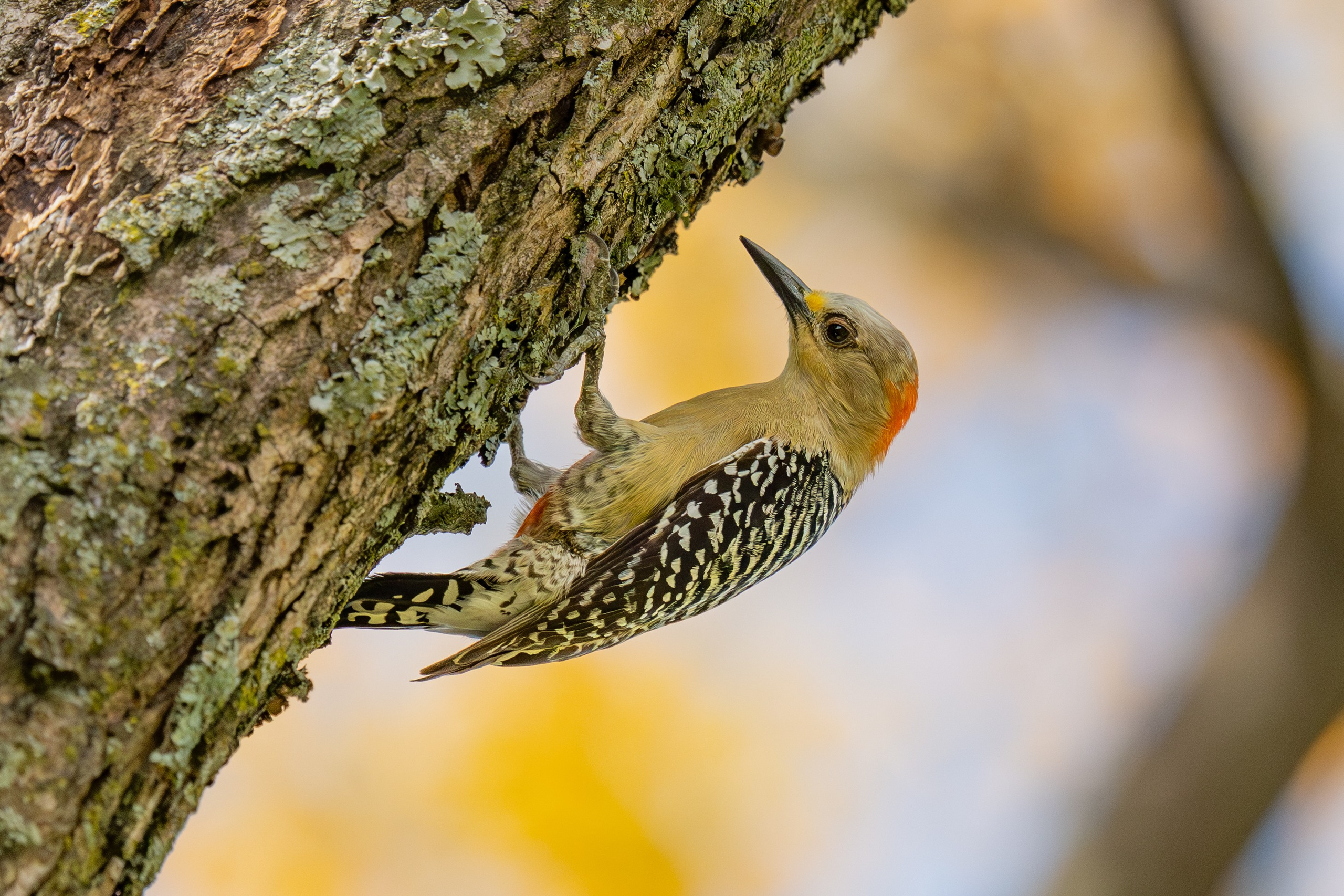 Carpinteros. Nature photographer Yuri Soria-Galvarro