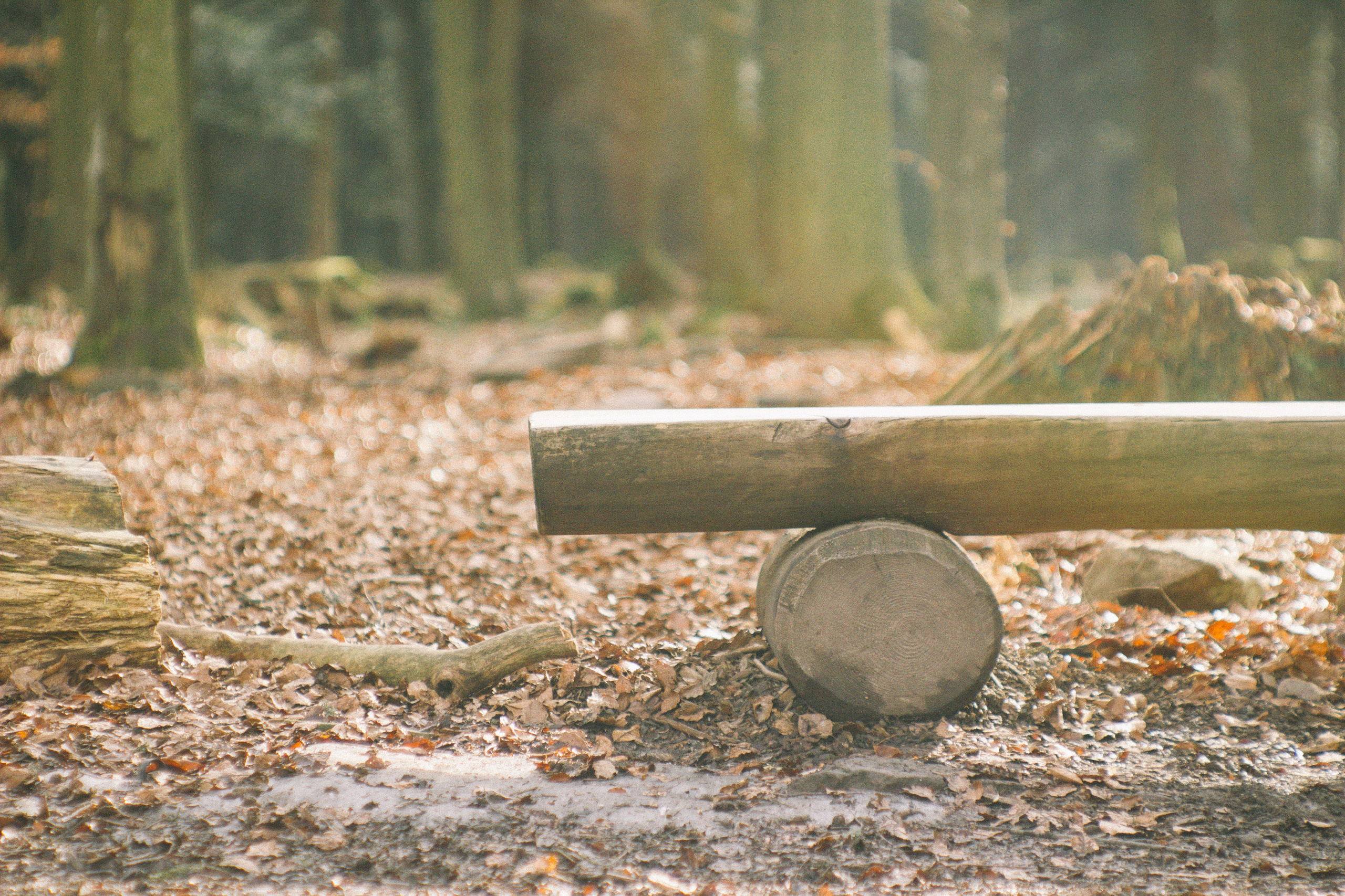 Baumwipfelpfad in Bad Wildbad. Maria Chistyakovа — Fotografin in Karlsruhe, Baden-Baden und Umgebung