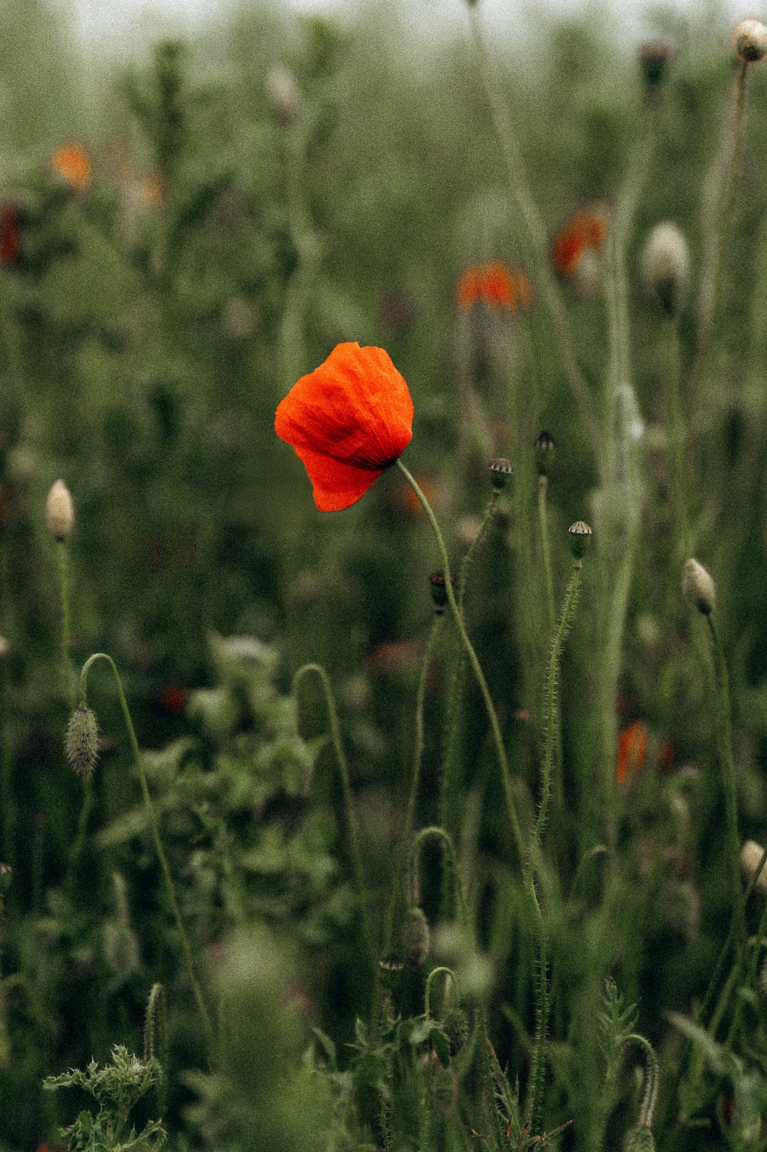 Mohnblumen. Pusteblumen. Familien, Lifestyle und Portrait Fotografin in Trier, Luxembourg