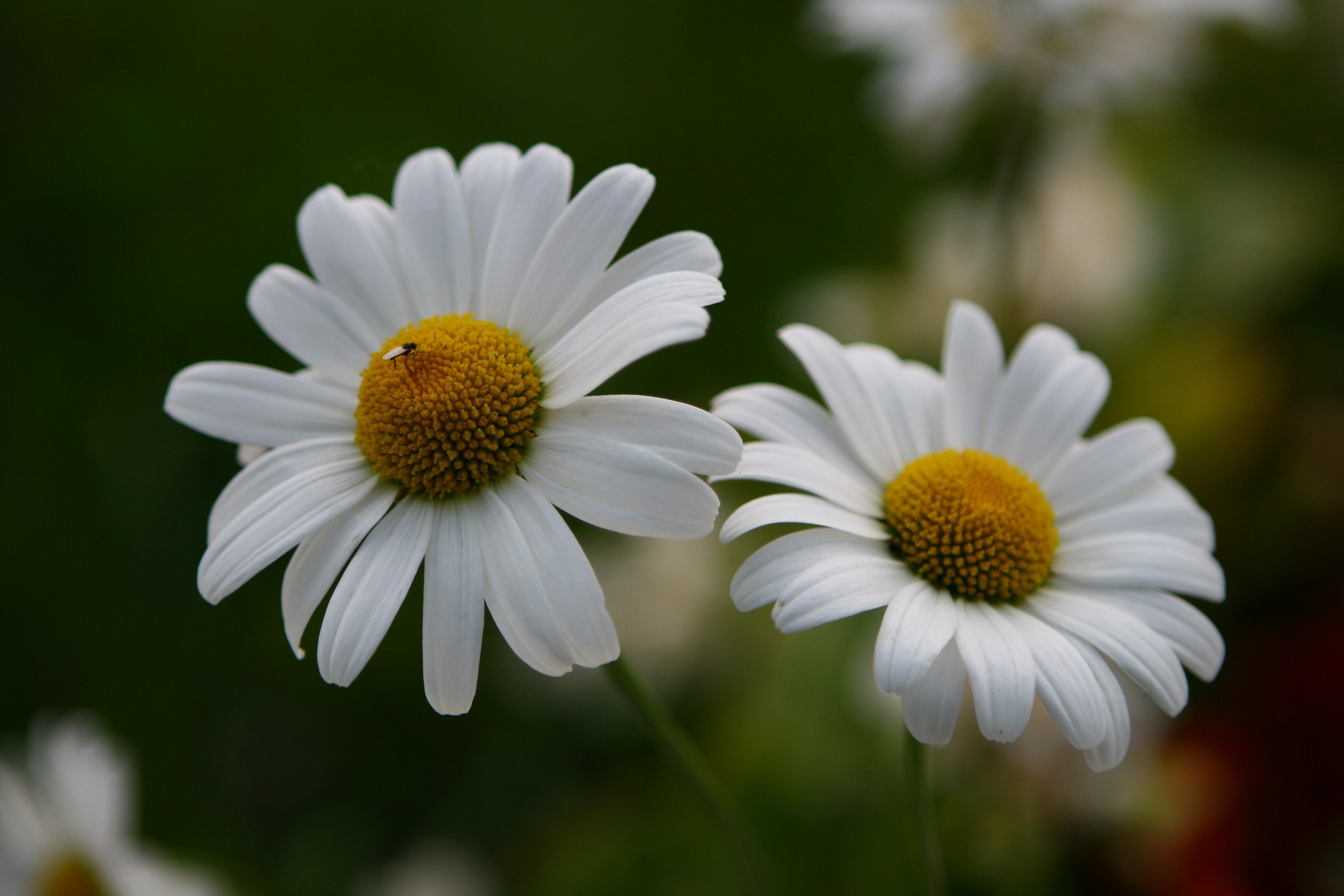 Close-Up. Yuri Popkov | Photographer